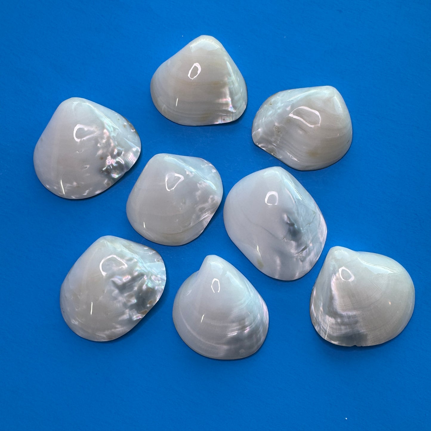 Fresh water pearled clam shell halves, stunning seashell decor, glossy white clam shells, white shells