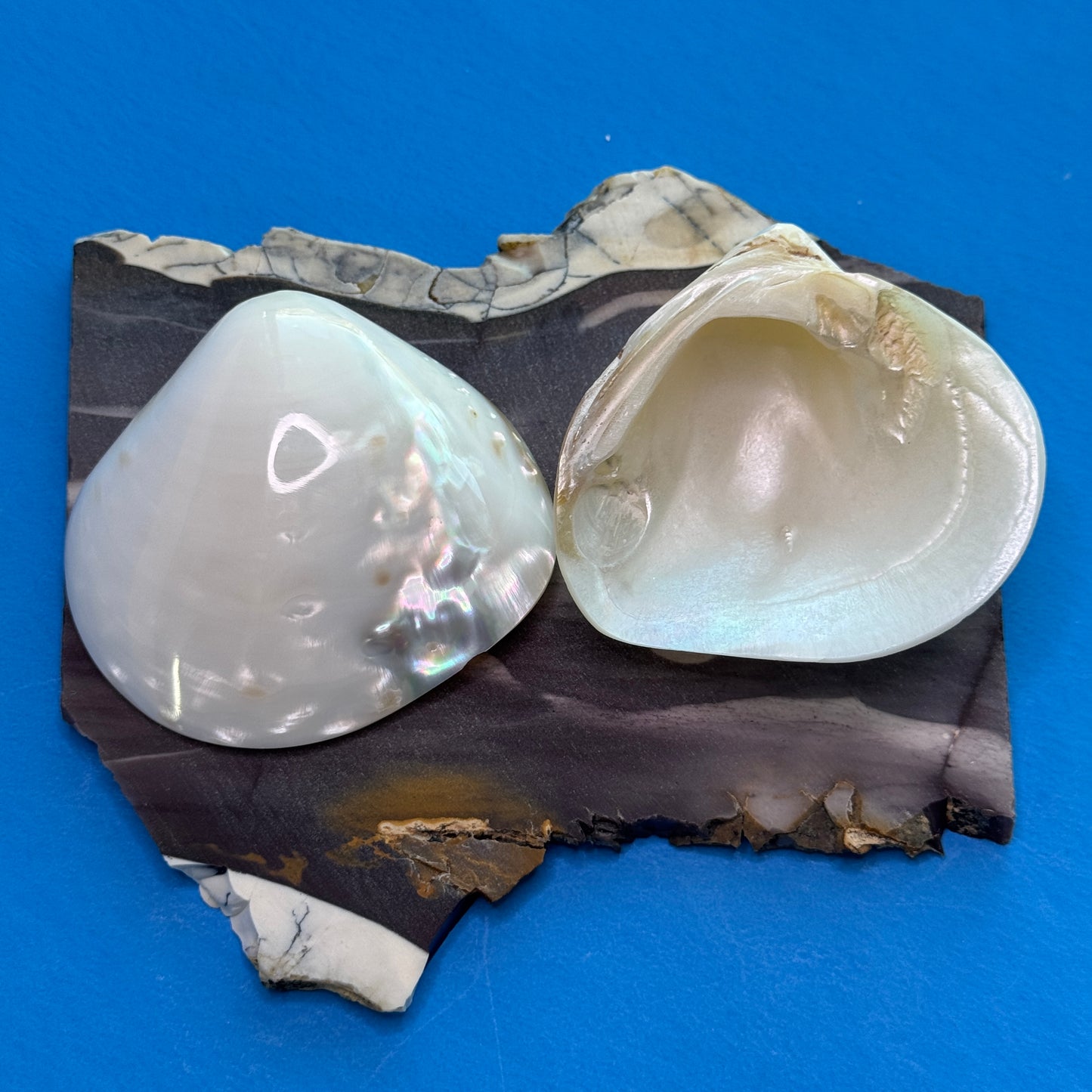 Fresh water pearled clam shell halves, stunning seashell decor, glossy white clam shells, white shells