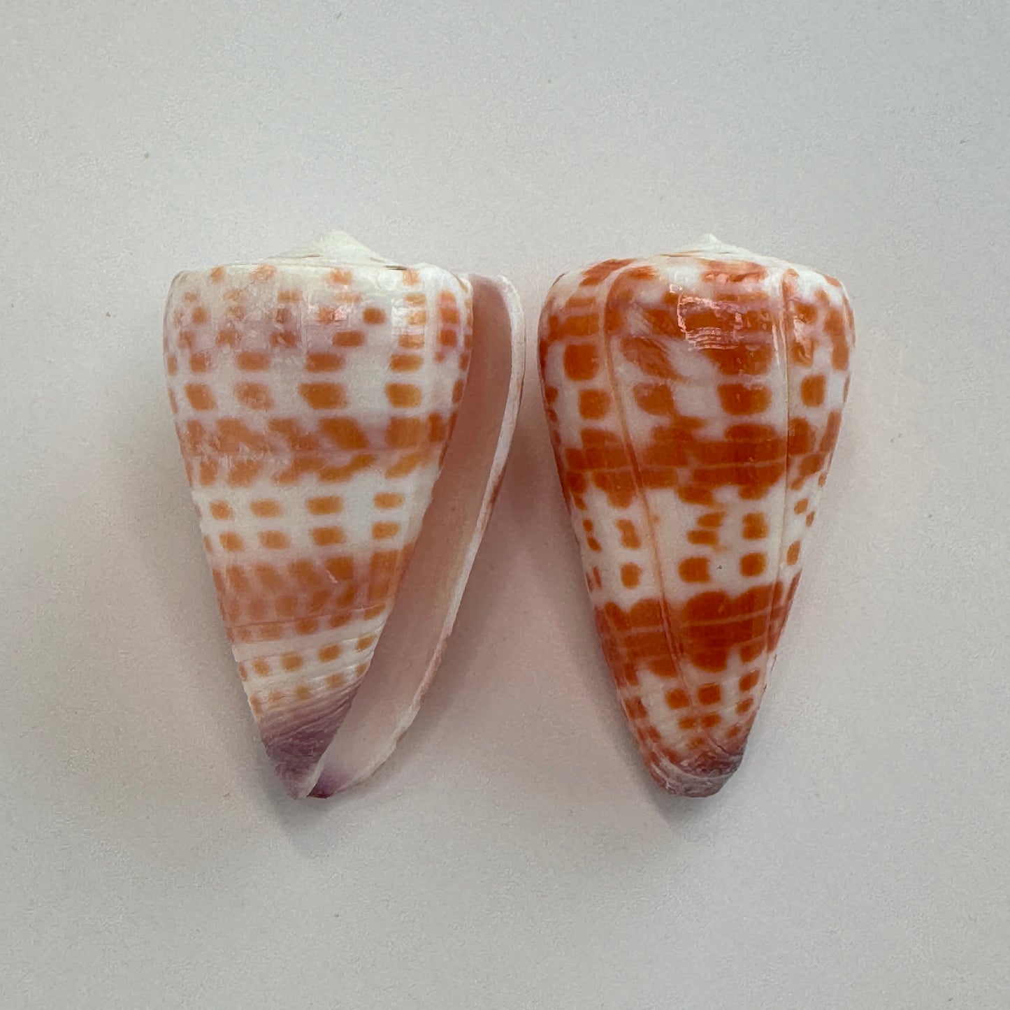 Hawaiian Tessellated Cone shells, known for their beauty, Conus Tessulatus, Shell display, Shell decor