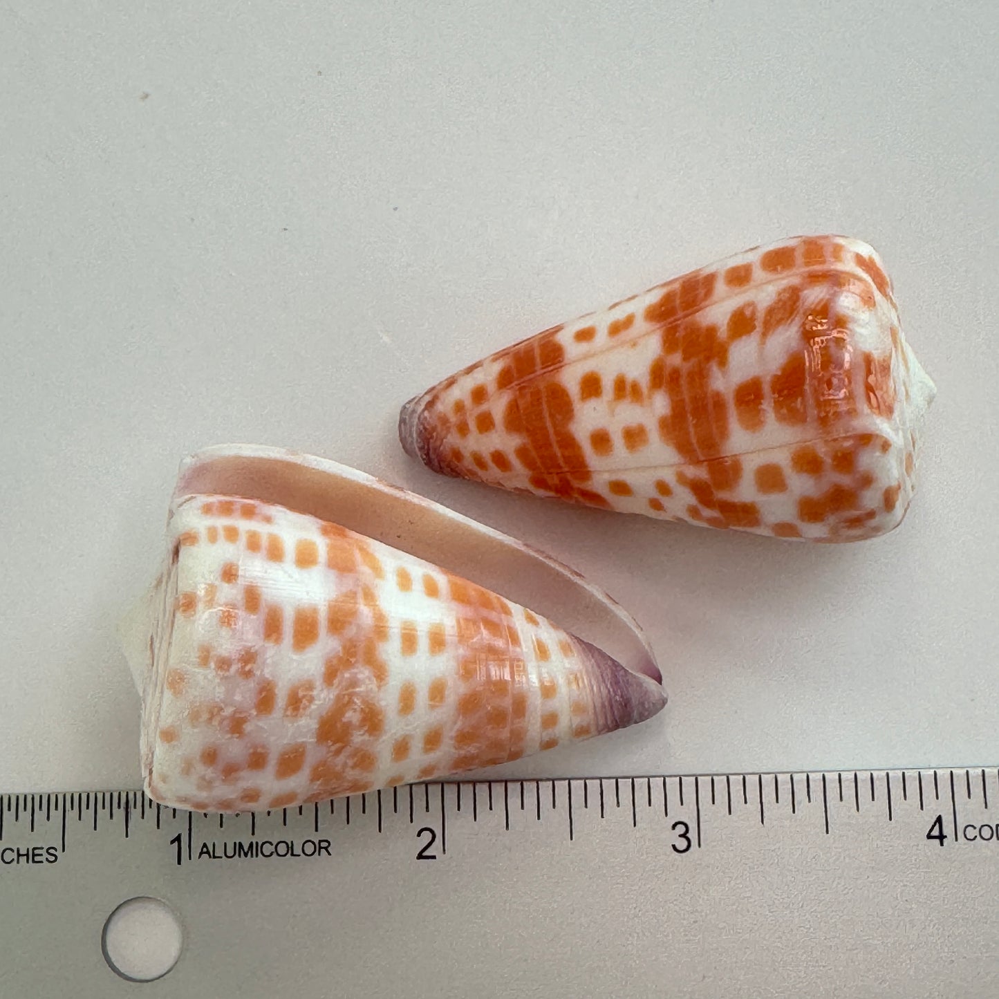 Hawaiian Tessellated Cone shells, known for their beauty, Conus Tessulatus, Shell display, Shell decor