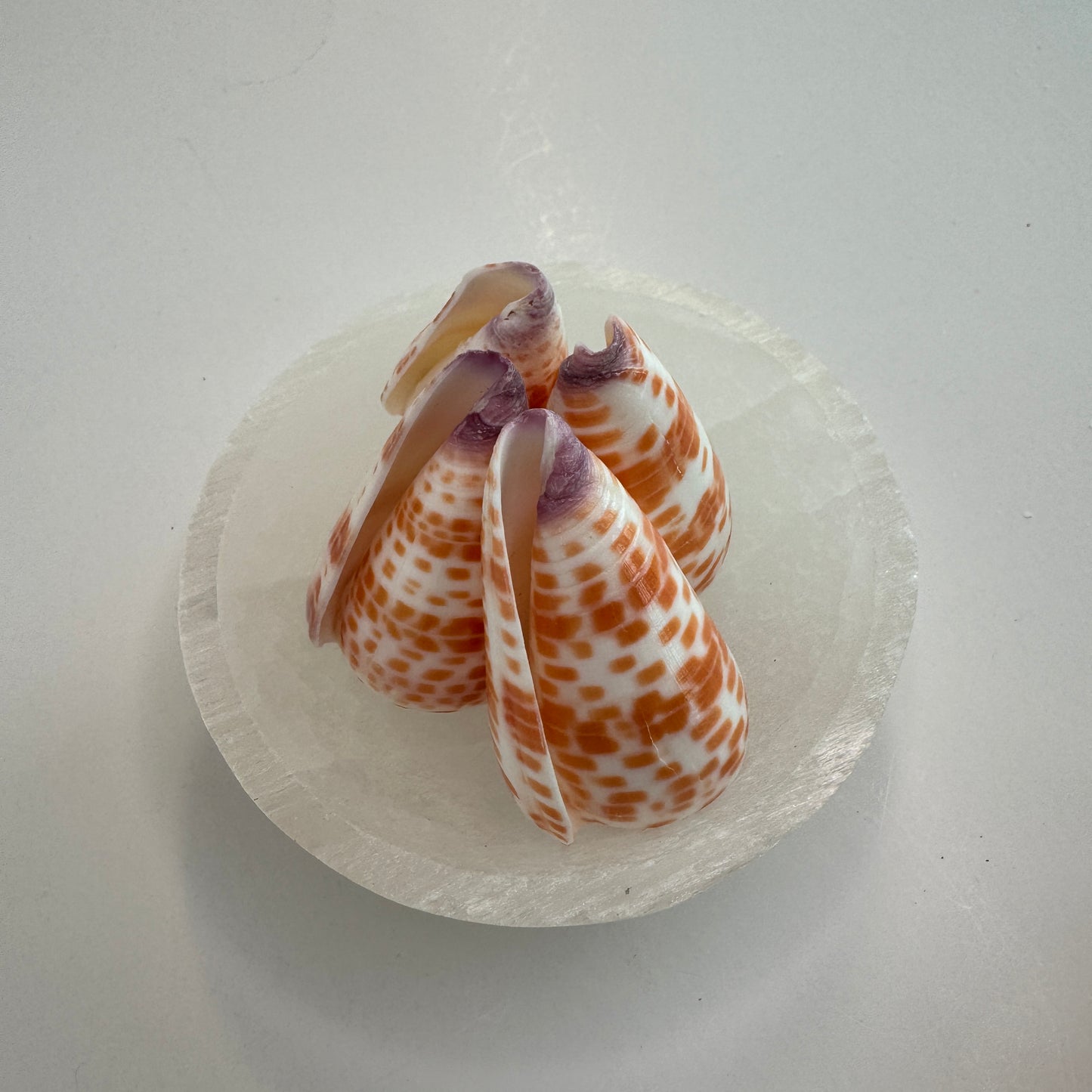 Hawaiian Tessellated Cone shells, known for their beauty, Conus Tessulatus, Shell display, Shell decor