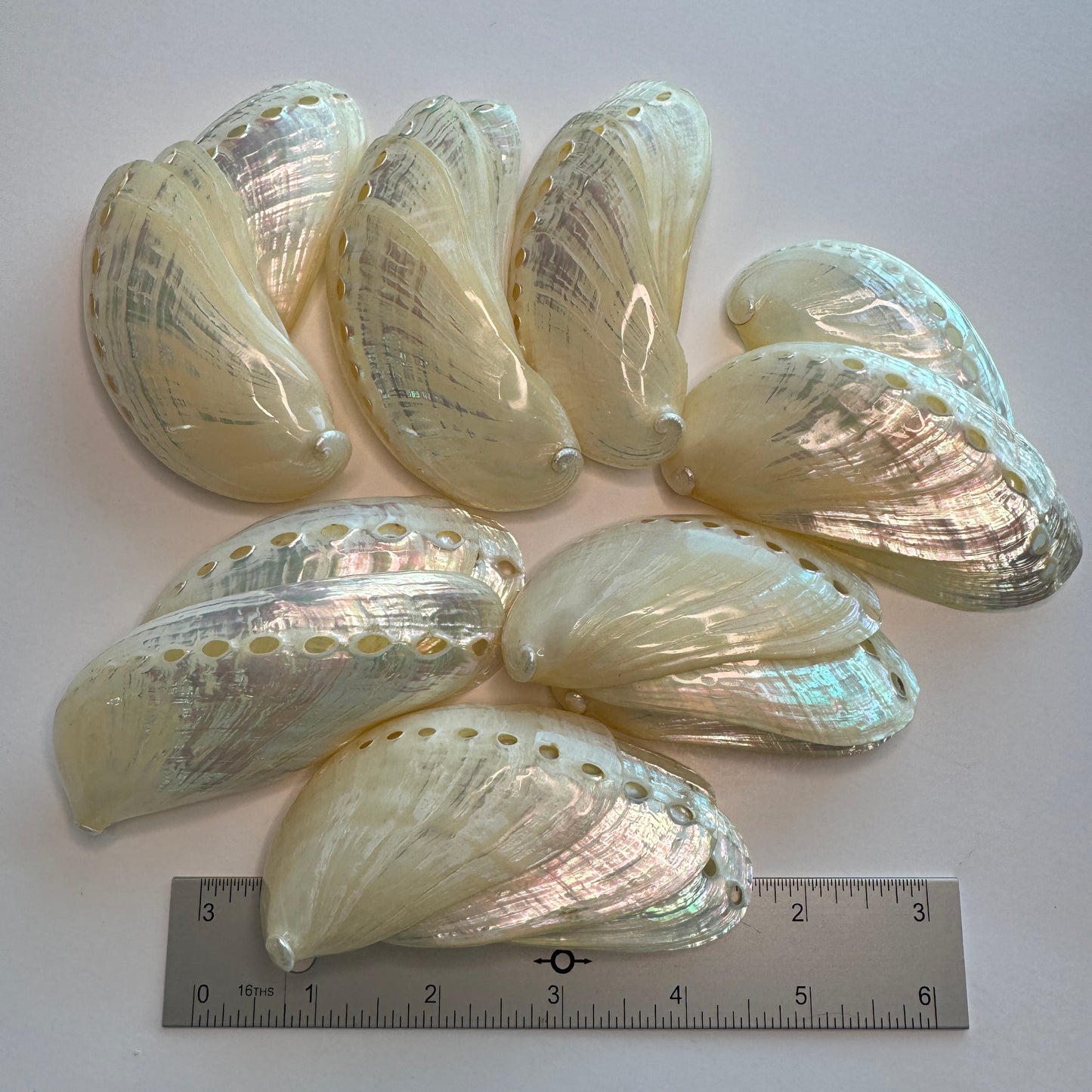 3-4"  Stunning -  Pearled Donkey Ear Abalone, mule ear abalone, large pearlized abalone seashell, excellent quality for collectors and artists