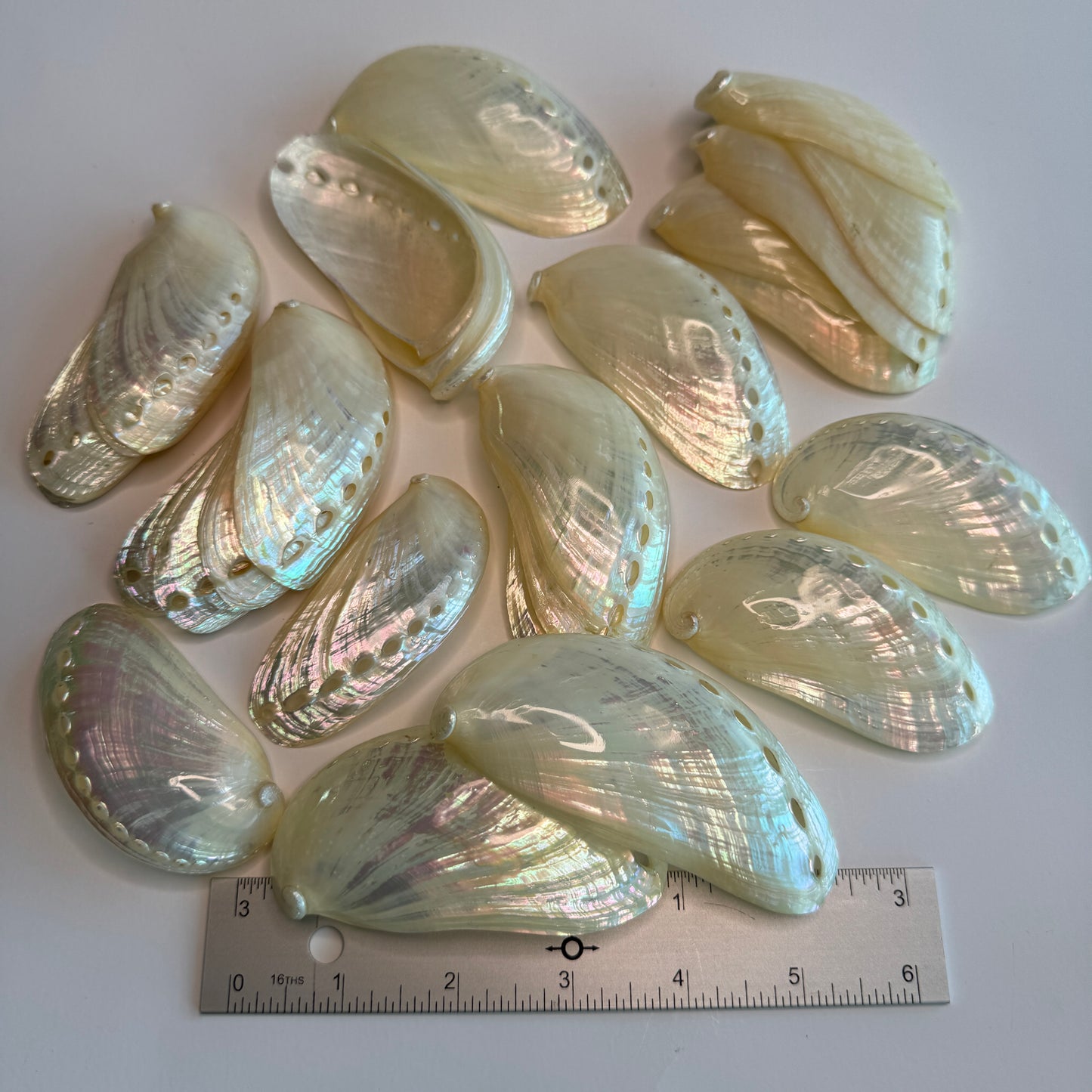 3-4"  Stunning -  Pearled Donkey Ear Abalone, mule ear abalone, large pearlized abalone seashell, excellent quality for collectors and artists