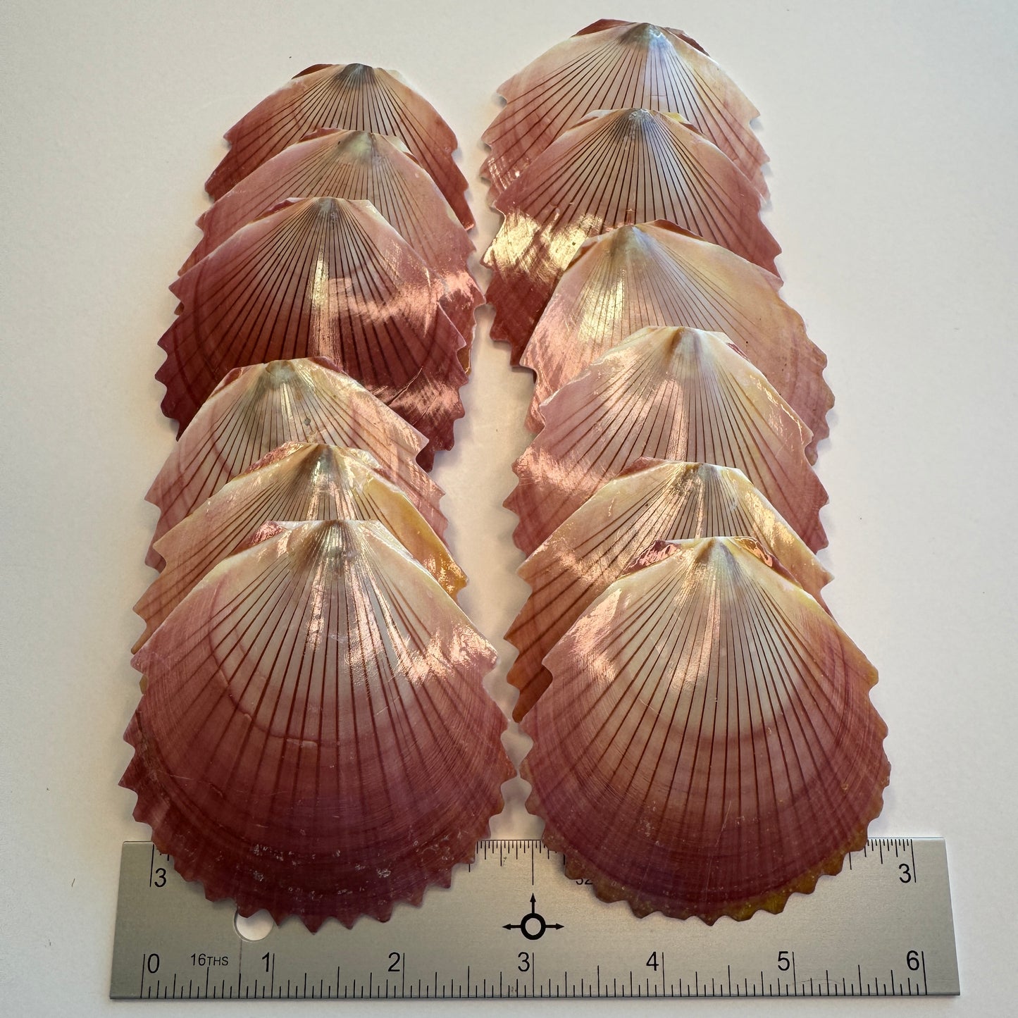 Zig zag purple Sun & Moon Scallop shells, large scallops for crafts, lightweight scallop shells, moon Scallop