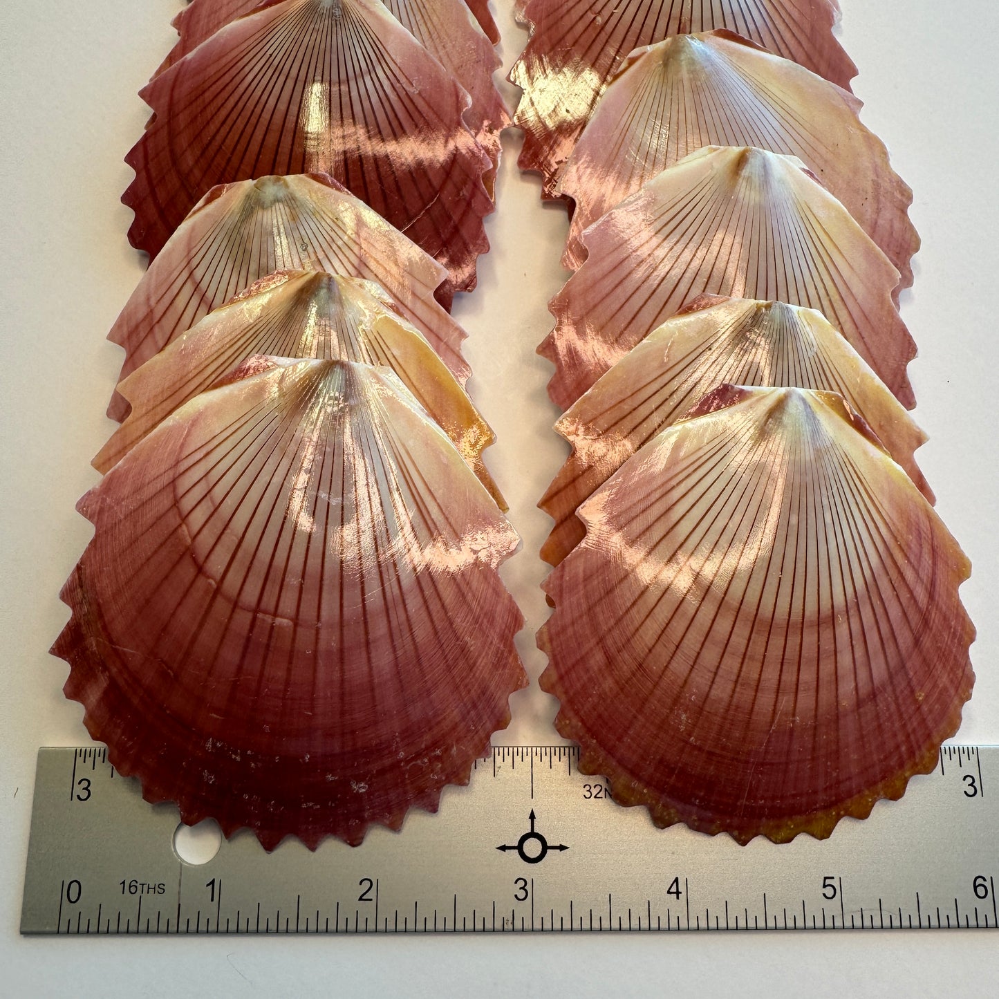 Zig zag purple Sun & Moon Scallop shells, large scallops for crafts, lightweight scallop shells, moon Scallop