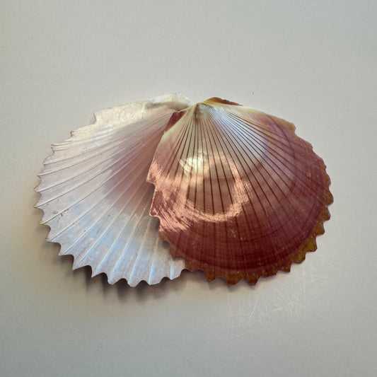 Zig zag purple Sun & Moon Scallop shells, large scallops for crafts, lightweight scallop shells, moon Scallop