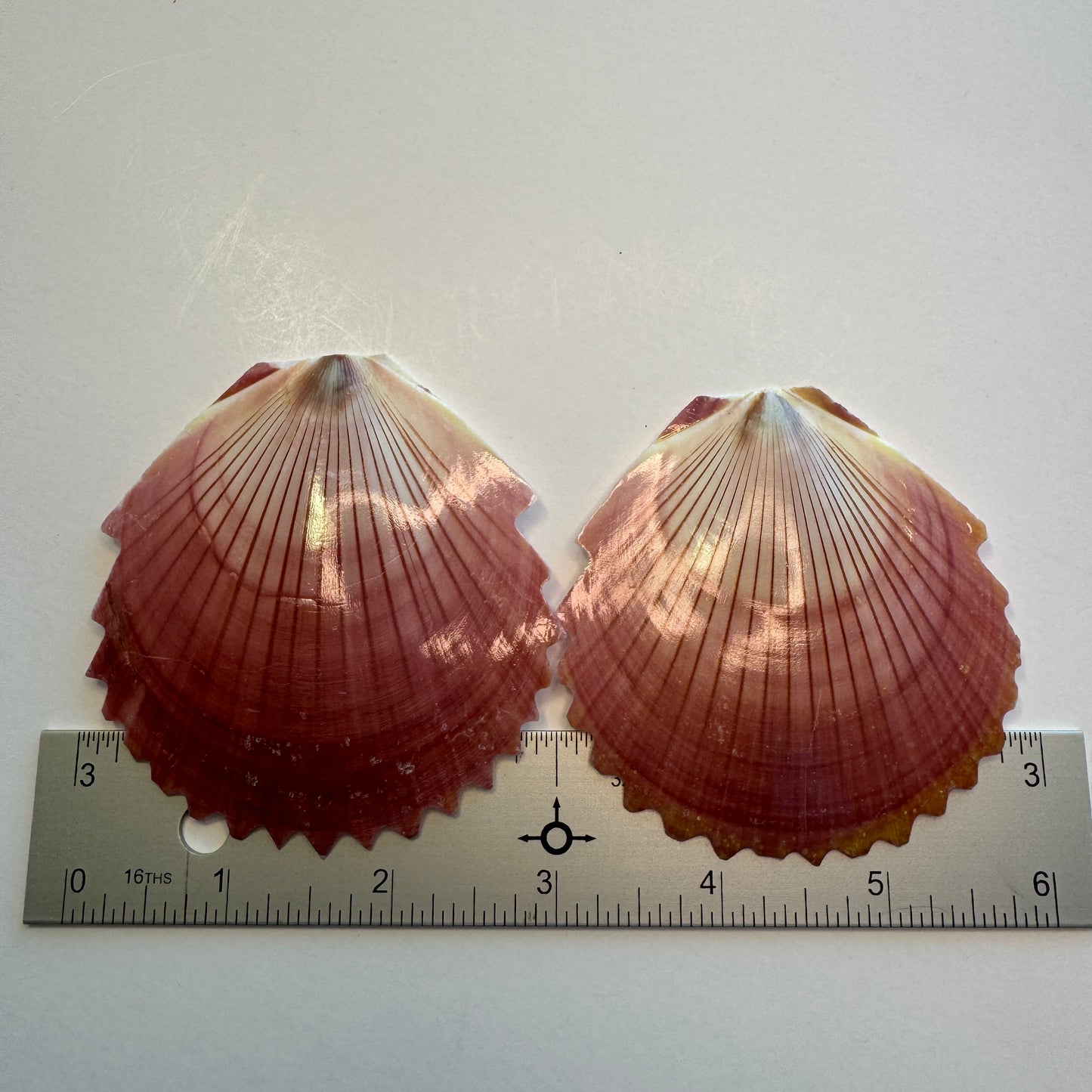 Zig zag purple Sun & Moon Scallop shells, large scallops for crafts, lightweight scallop shells, moon Scallop