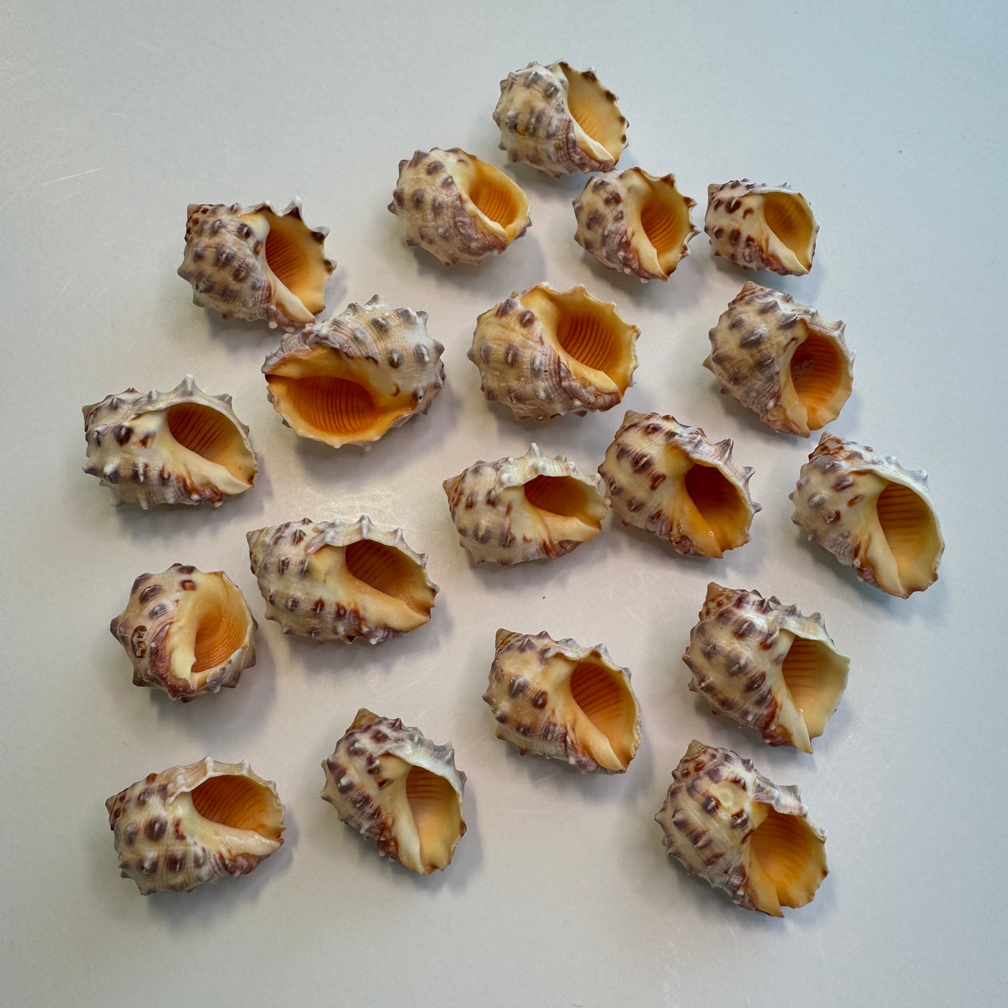 Hawaiian Orange Drupes, rock shells, orange shells, pretty Hawaiian shells, Shell Art