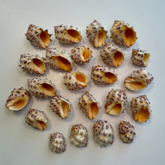 Hawaiian Orange Drupes, rock shells, orange shells, pretty Hawaiian shells, Shell Art