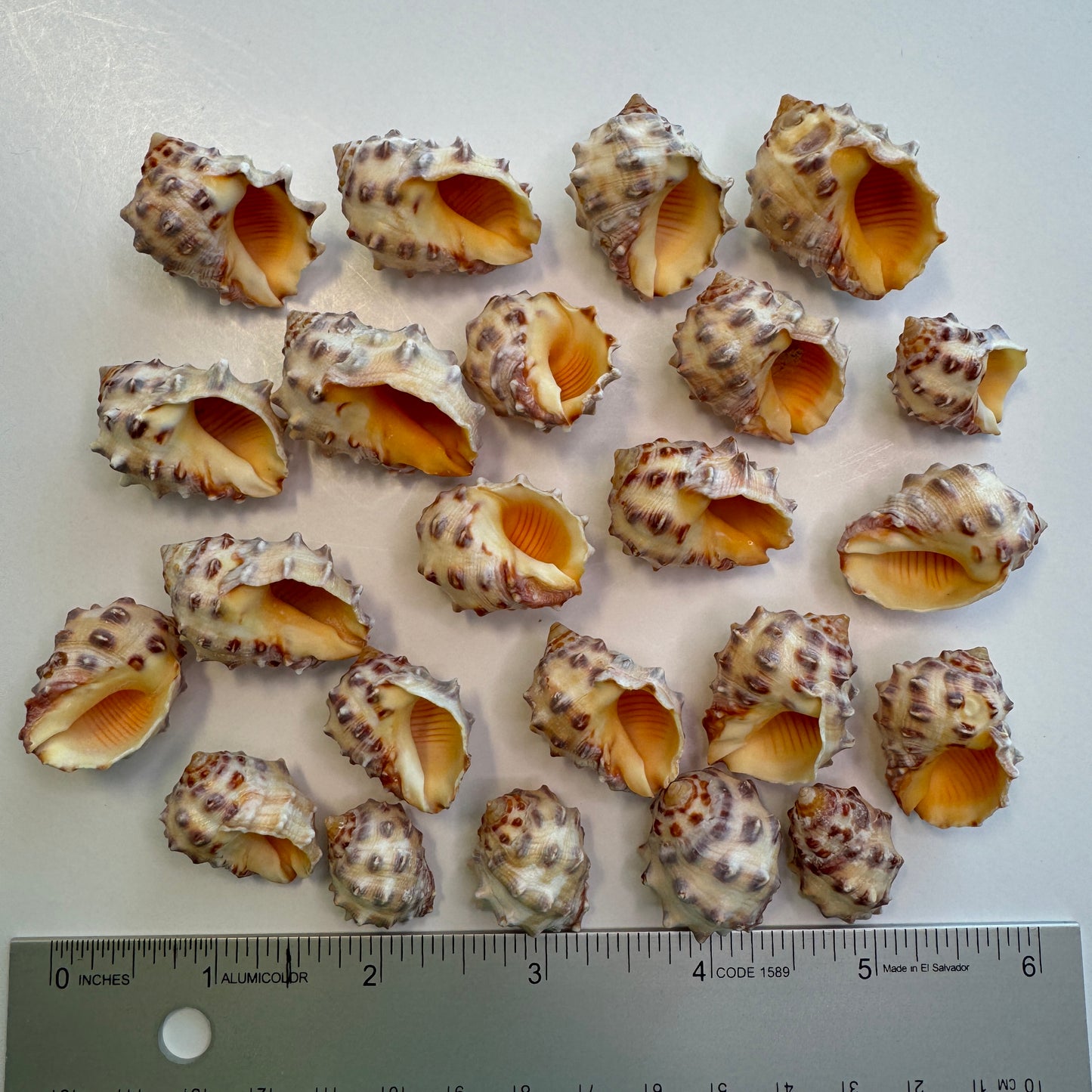 Hawaiian Orange Drupes, rock shells, orange shells, pretty Hawaiian shells, Shell Art