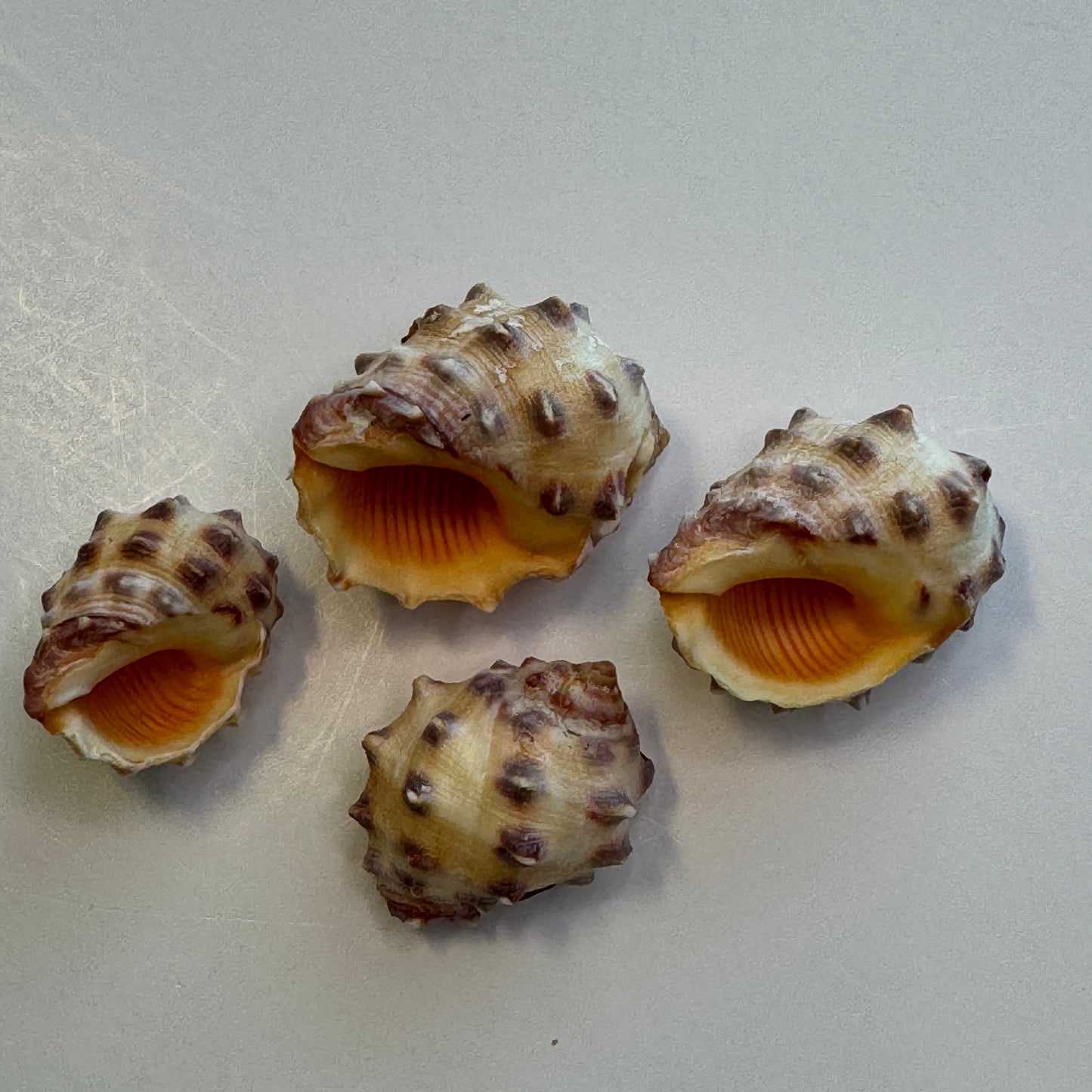 Hawaiian Orange Drupes, rock shells, orange shells, pretty Hawaiian shells, Shell Art