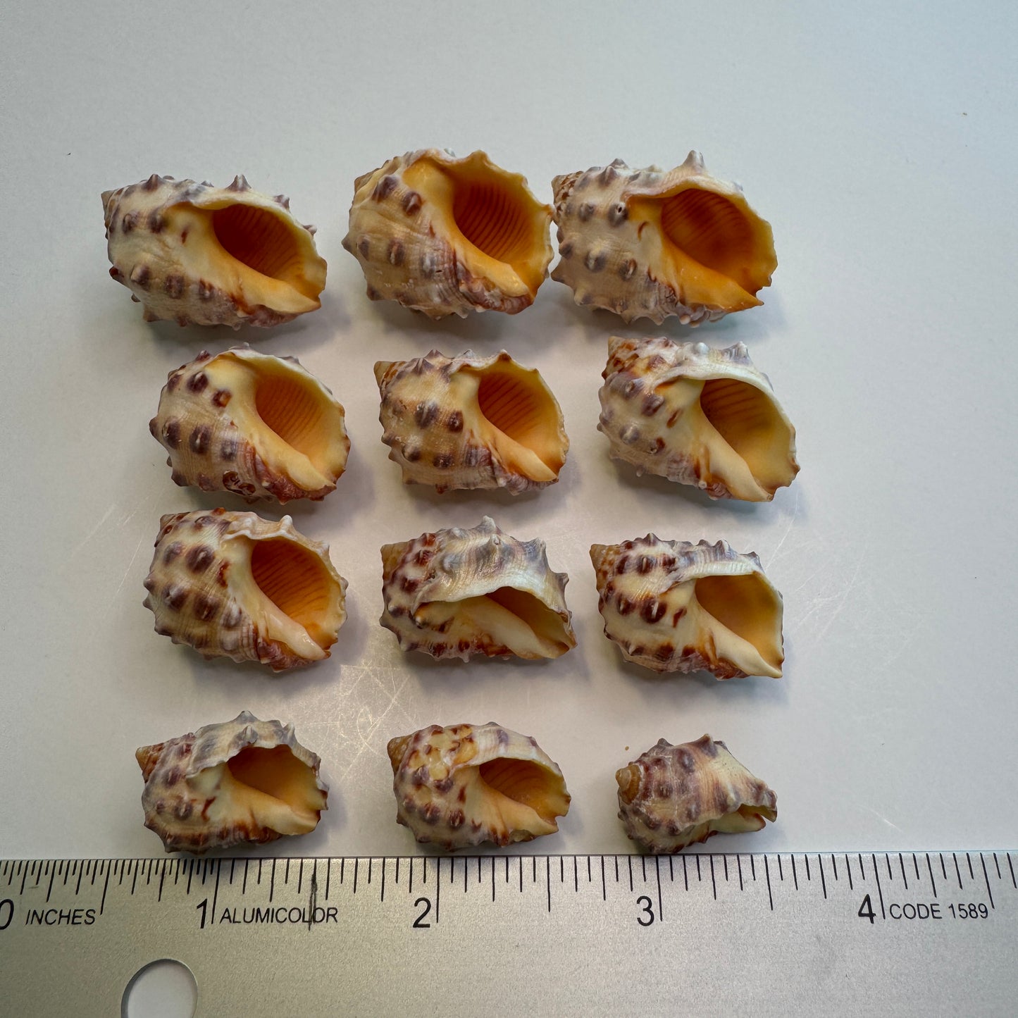 Hawaiian Orange Drupes, rock shells, orange shells, pretty Hawaiian shells, Shell Art