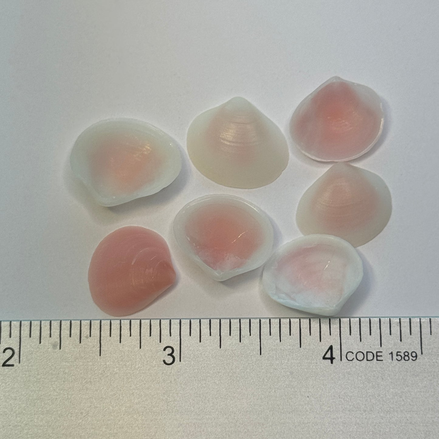 Apple Blossom Shells, Pink lightweight clam shells, lovely pink crafting shells, seashells