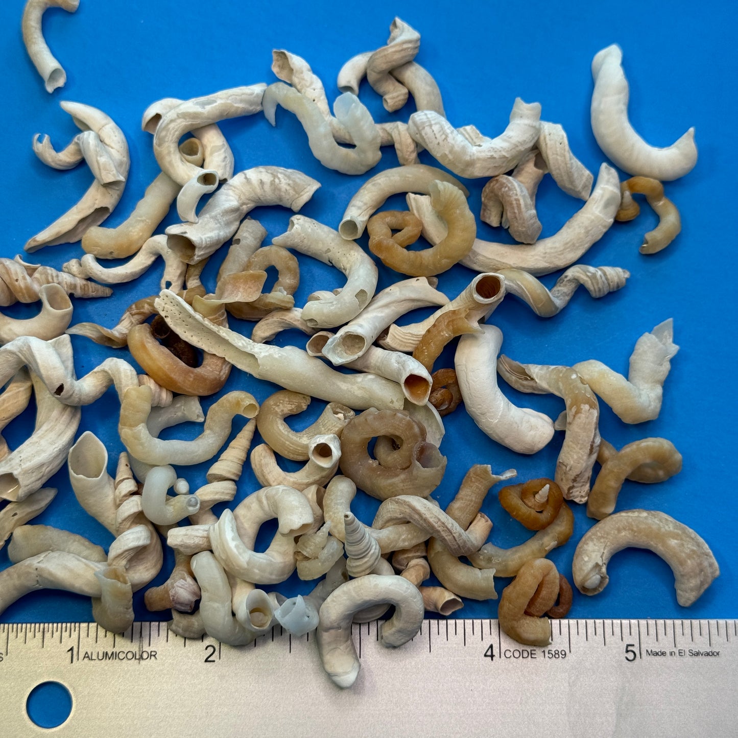 1-1.25" (50) Worm shells, Florida wormsnails, (V. knorrii) cream & brown wormsnails, spiral-shaped shells