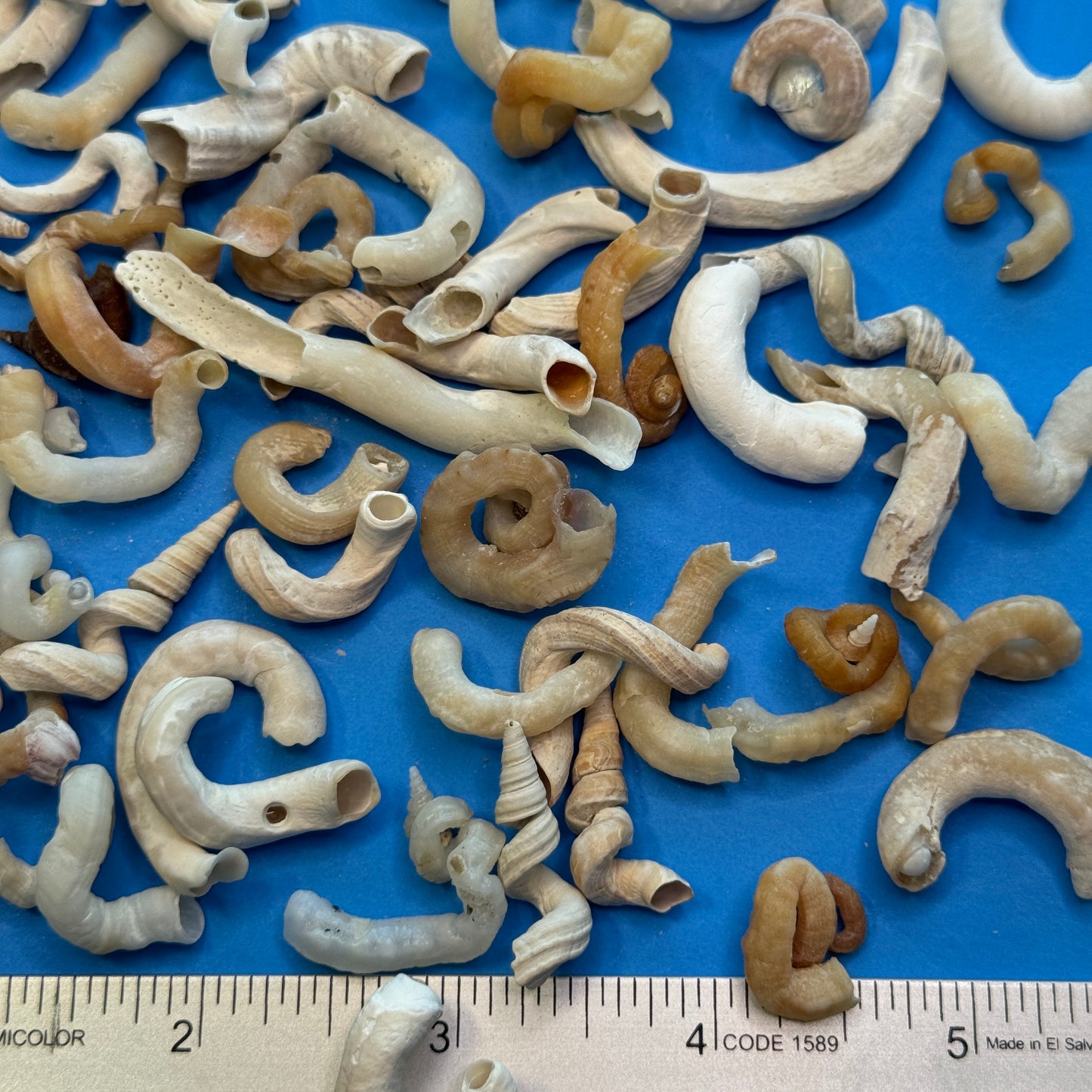 1-1.25" (50) Worm shells, Florida wormsnails, (V. knorrii) cream & brown wormsnails, spiral-shaped shells