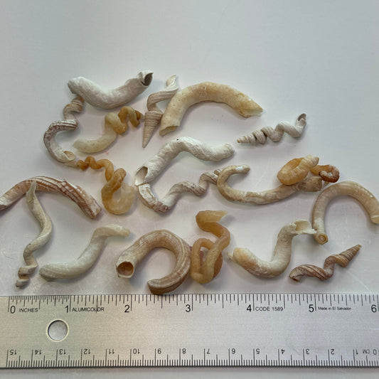 1-2" (40) Worm shells, Florida wormsnails, (V. knorrii) cream & brown wormsnails, spiral-shaped shells