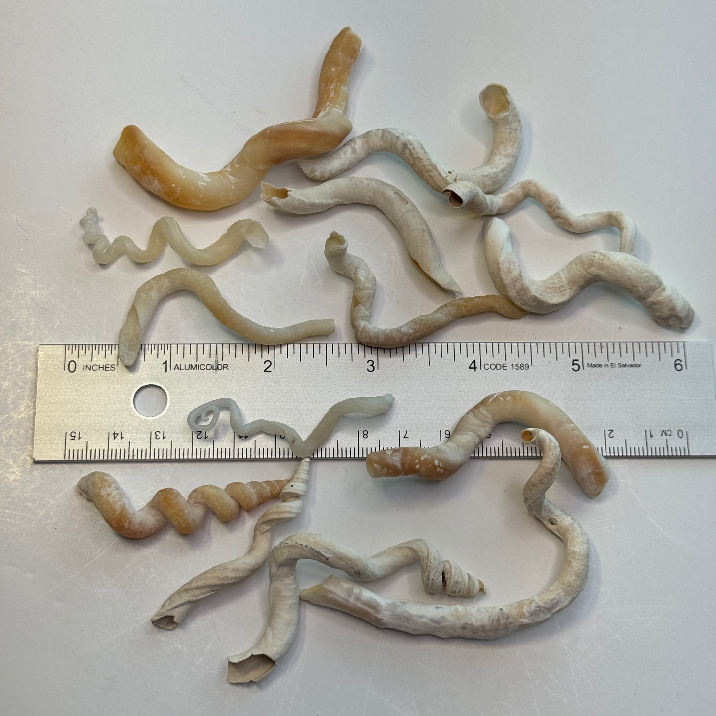 2-3" (22) Worm shells, Florida wormsnails, (V. knorrii) cream & brown wormsnails, spiral-shaped shells