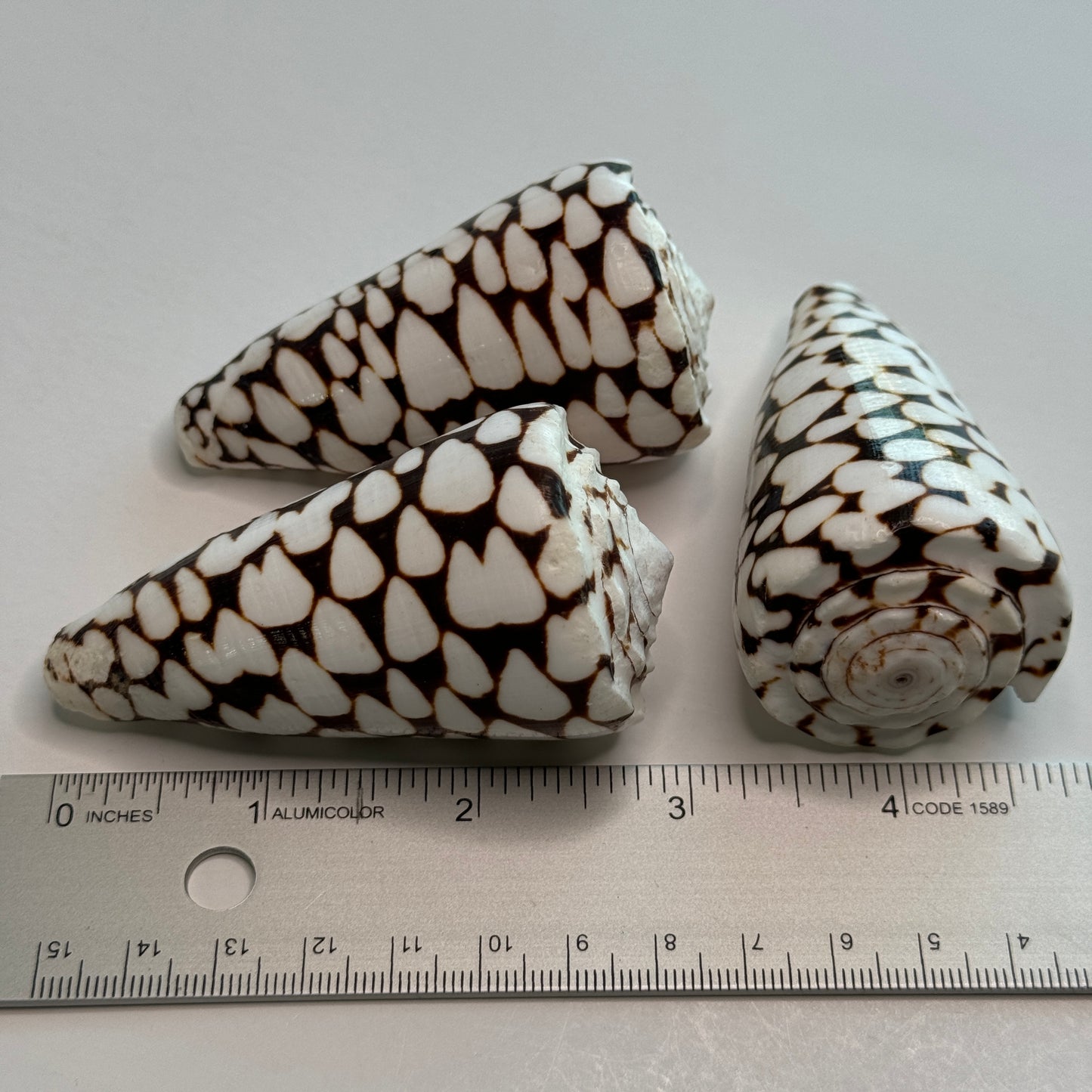 Marbled Cones, (Conus Marmoreus) 2 Marbled Cones, Seashells, Display Shells