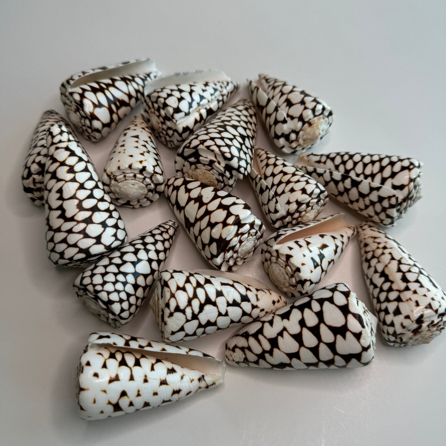 Marbled Cones, (Conus Marmoreus) 2 Marbled Cones, Seashells, Display Shells