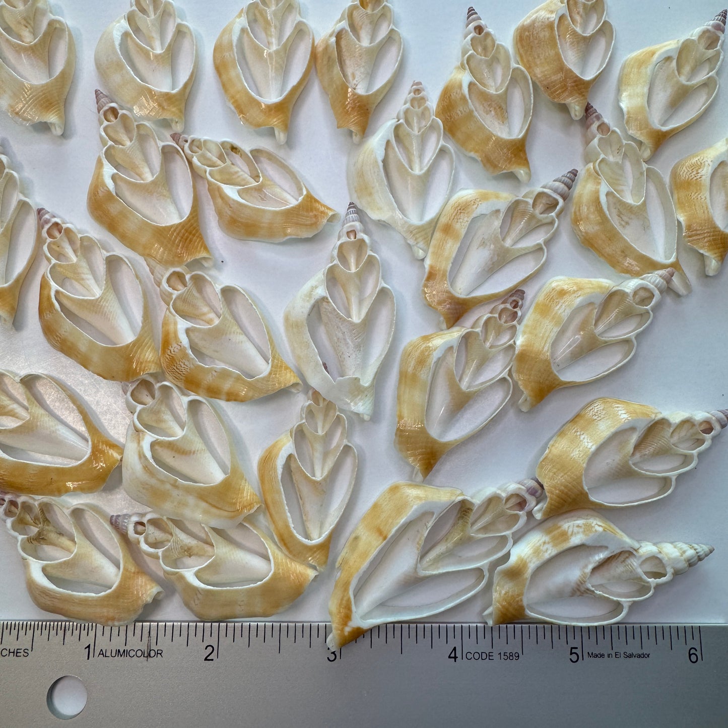 Center-cut natural Chula shells, chula crafting shells, lovely natural coloring widely used in craft projects