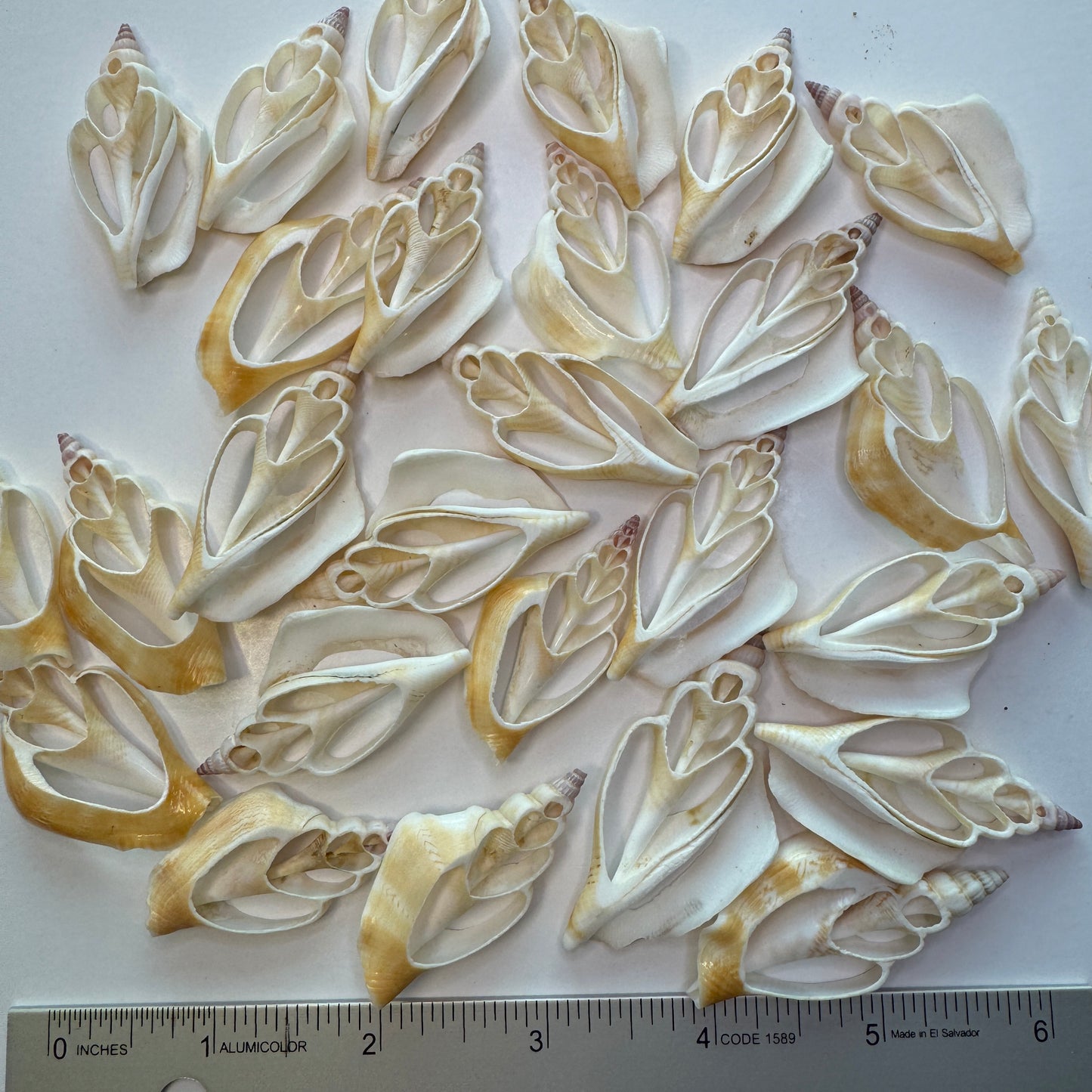 Center-cut natural Chula shells, chula crafting shells, lovely natural coloring widely used in craft projects