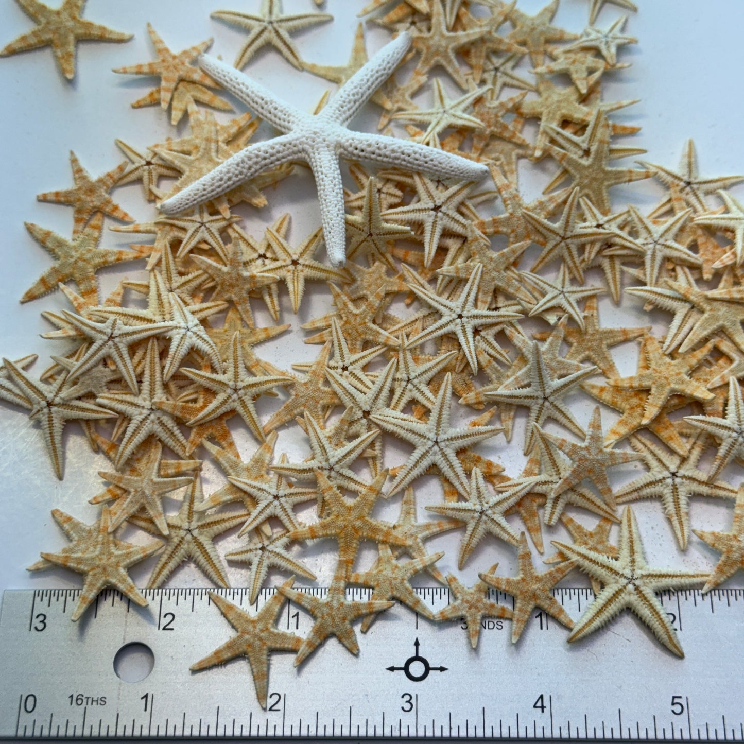 Natural starfish, small starfish for crafts, tan oriental starfish,  golden brown stars, starfish