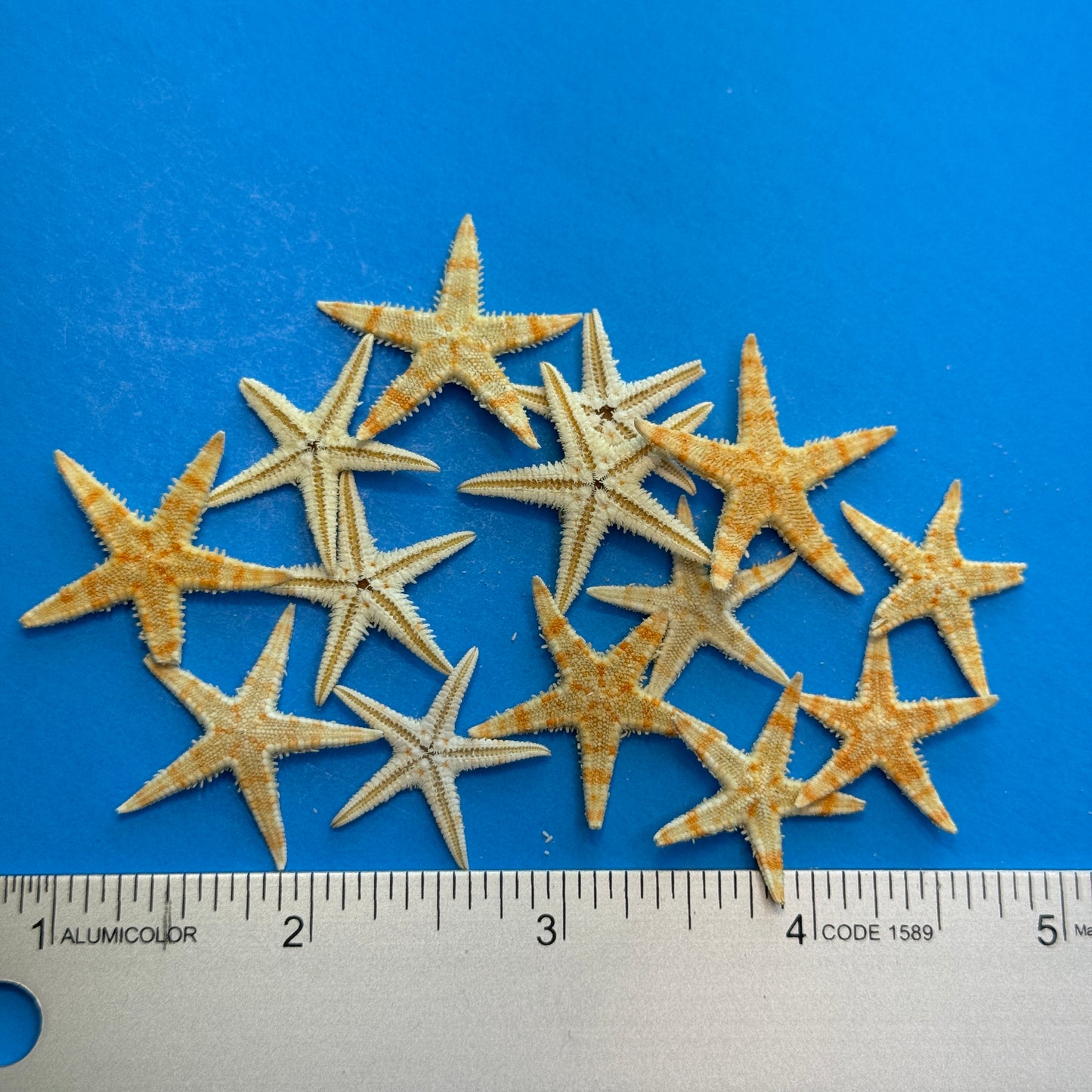 Natural starfish, small starfish for crafts, tan oriental starfish,  golden brown stars, starfish