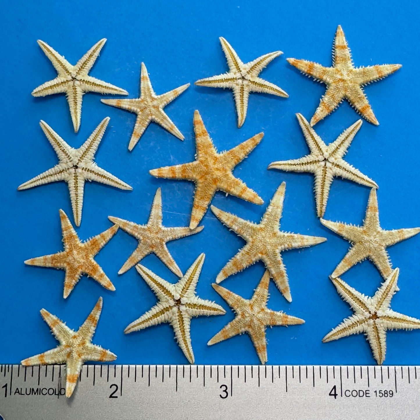 Natural starfish, small starfish for crafts, tan oriental starfish,  golden brown stars, starfish