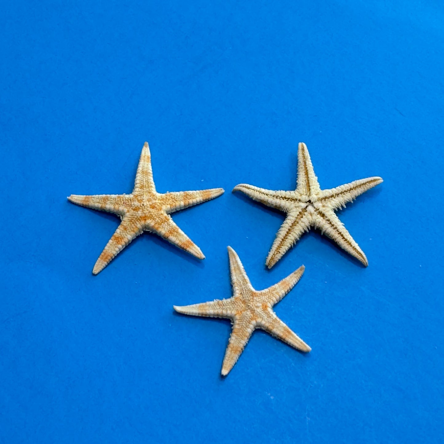 Natural starfish, small starfish for crafts, tan oriental starfish,  golden brown stars, starfish