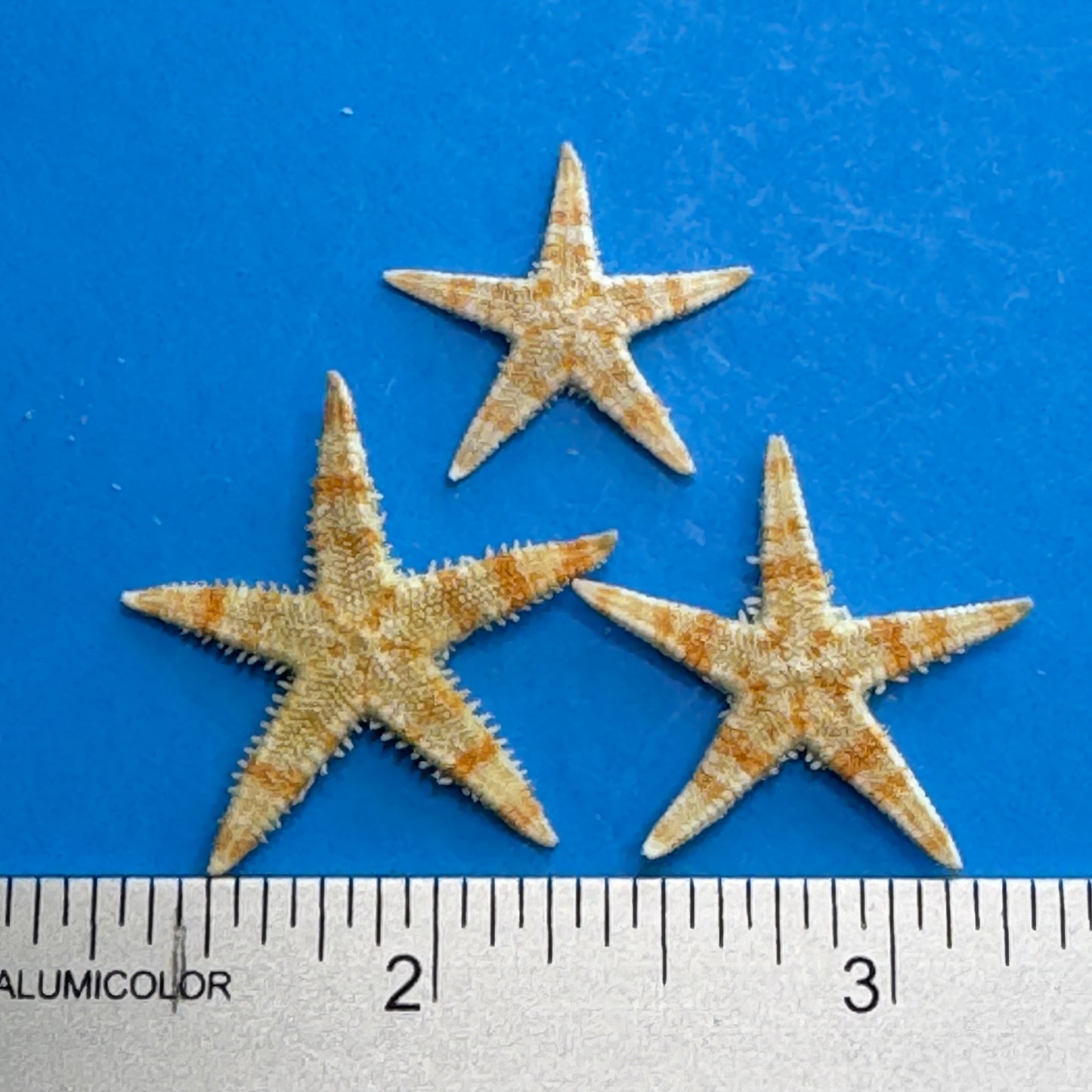 Natural starfish, small starfish for crafts, tan oriental starfish,  golden brown stars, starfish