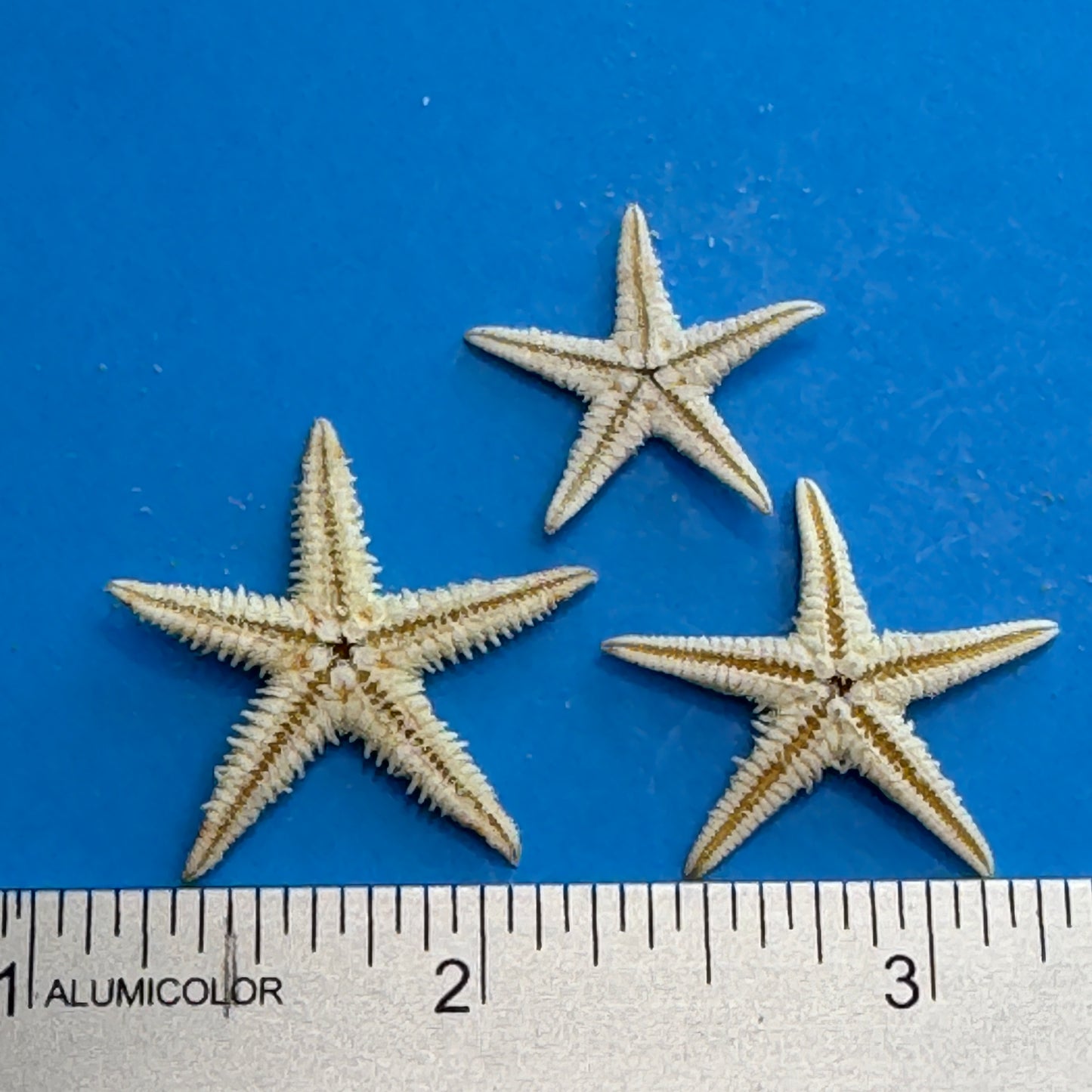 Natural starfish, small starfish for crafts, tan oriental starfish,  golden brown stars, starfish