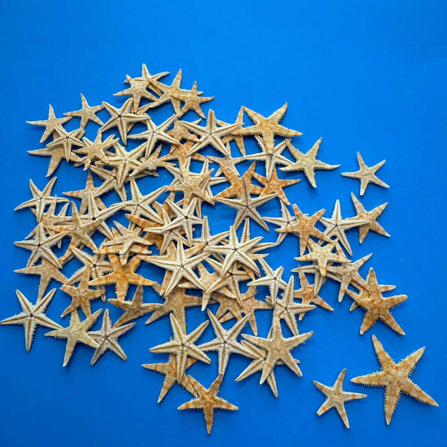 Natural starfish, small starfish for crafts, tan oriental starfish,  golden brown stars, starfish