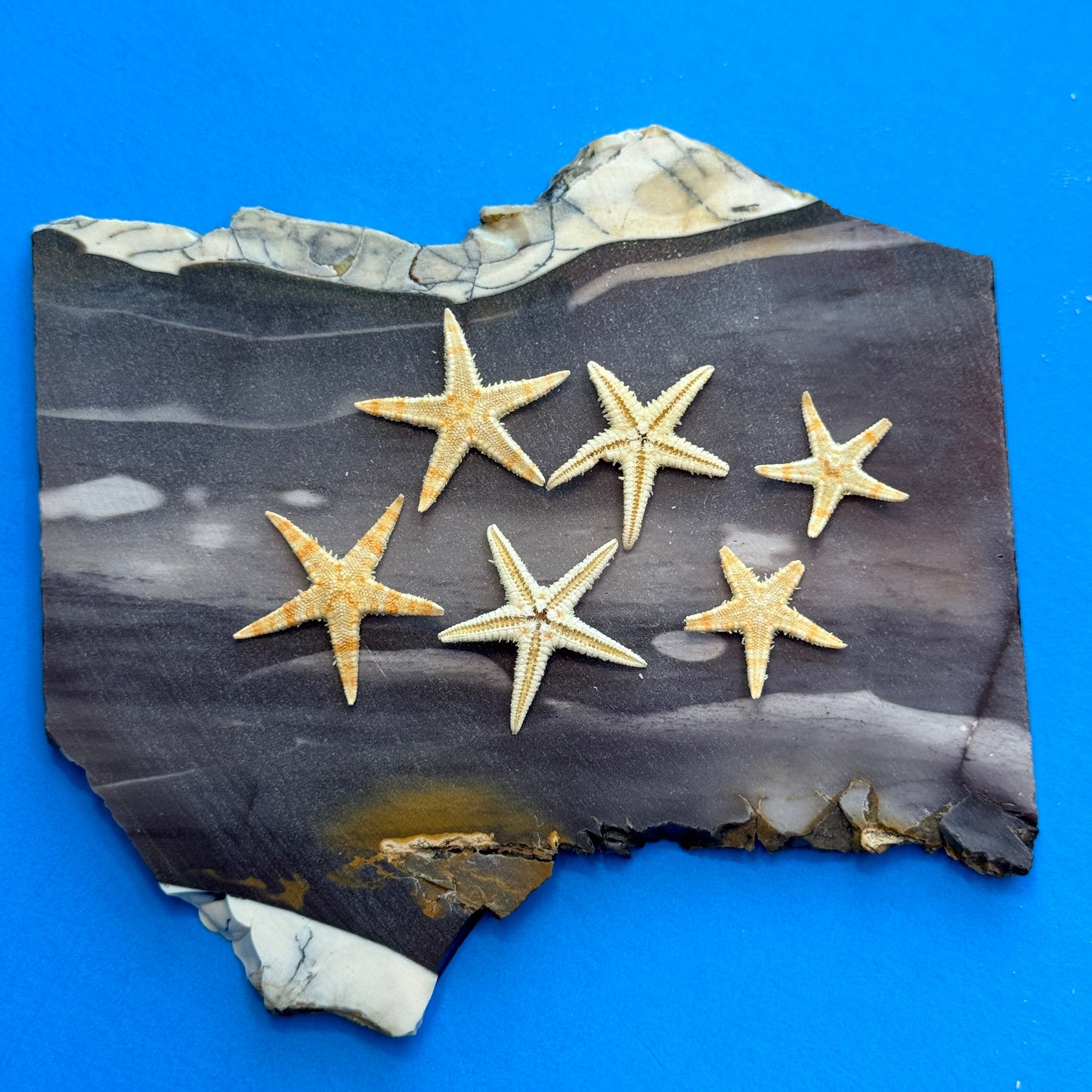 Natural starfish, small starfish for crafts, tan oriental starfish,  golden brown stars, starfish