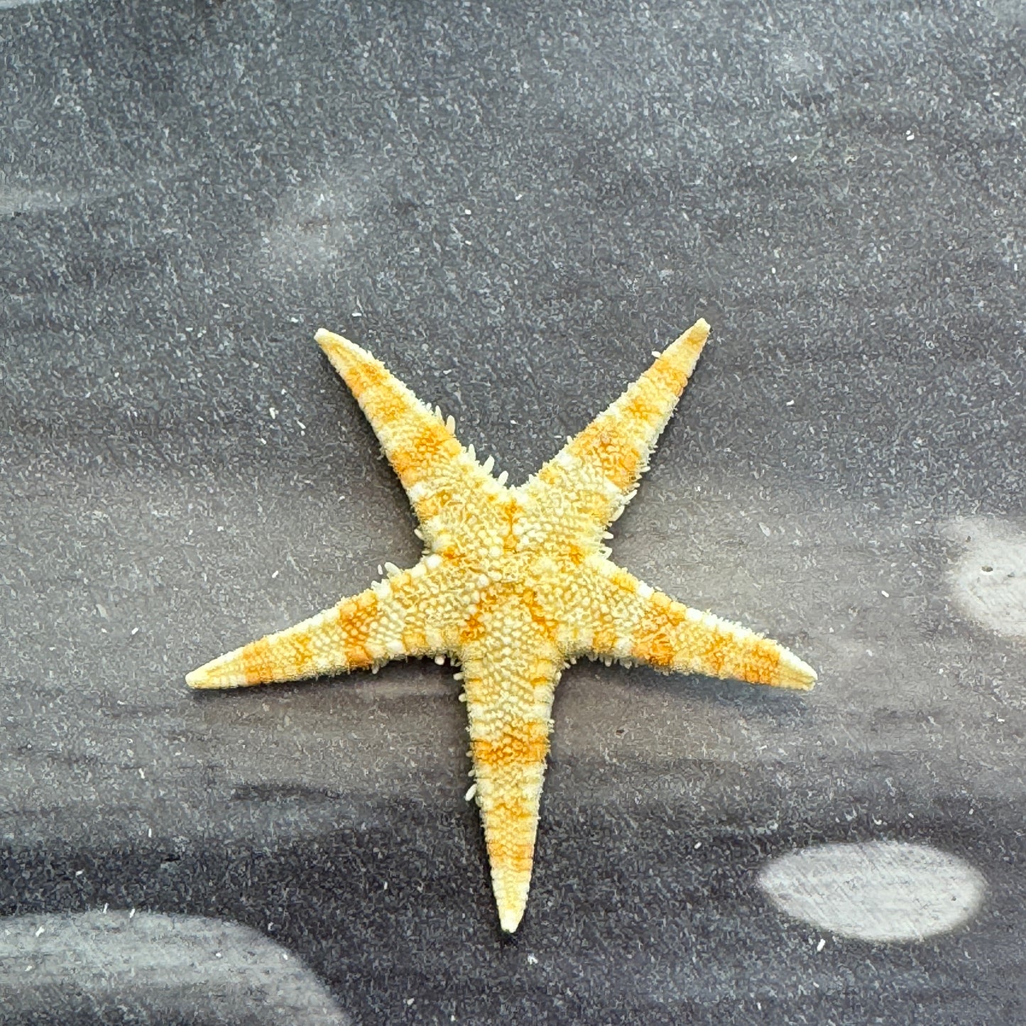 Natural starfish, small starfish for crafts, tan oriental starfish,  golden brown stars, starfish