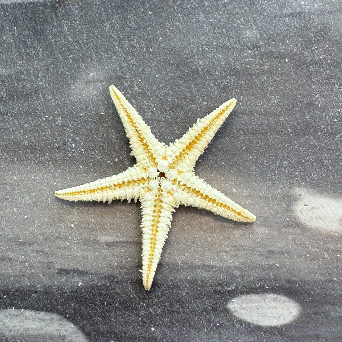 Natural starfish, small starfish for crafts, tan oriental starfish,  golden brown stars, starfish