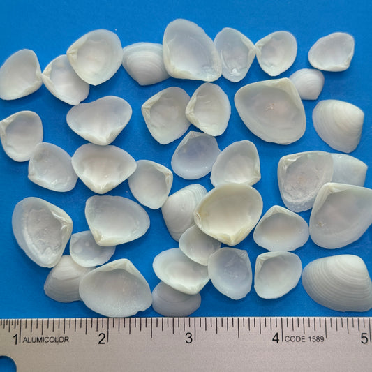 White Cay Cays, wedge clam shells, small white crafting shells, shells for wedding tables, shell supply