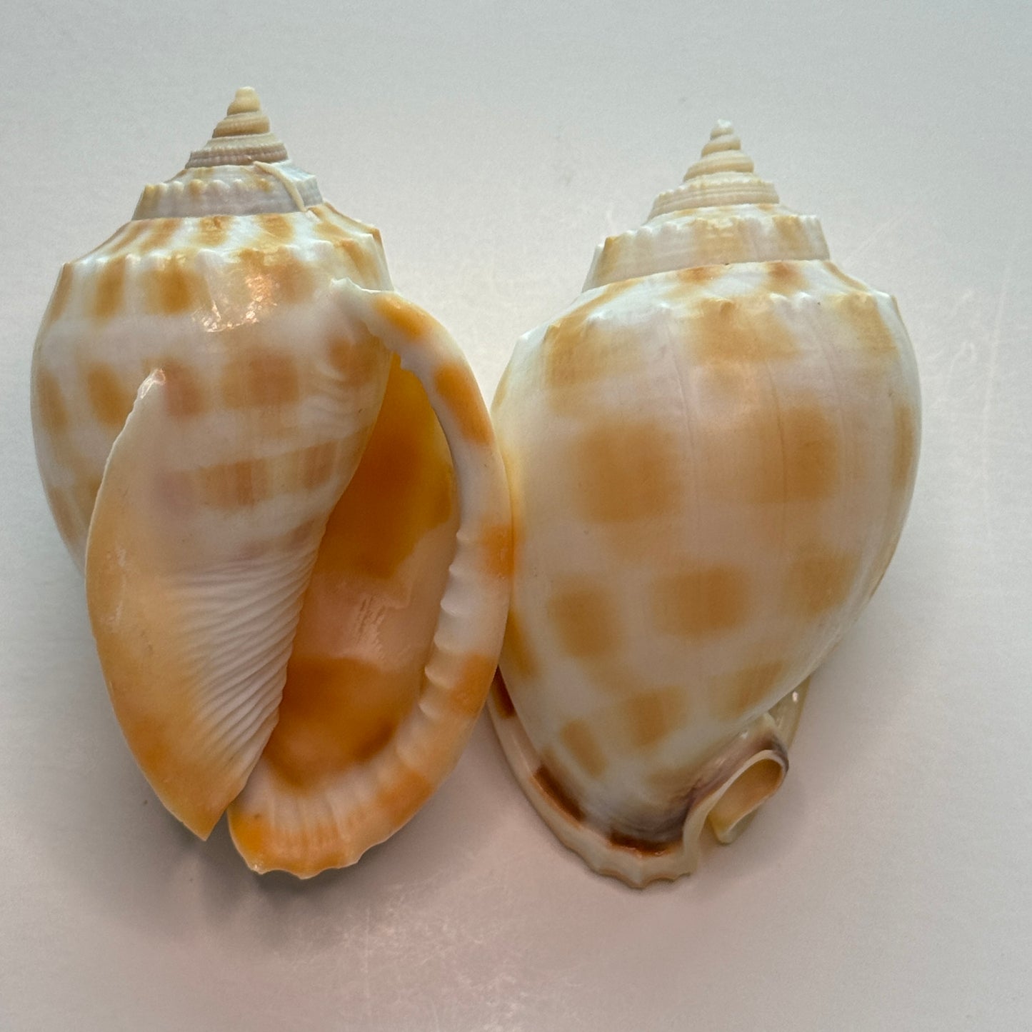 Med/large Checkerboard Bonnets, 3.25-3.75", (Phalium areola), shells for collectors and crafters, designer shells, display shells