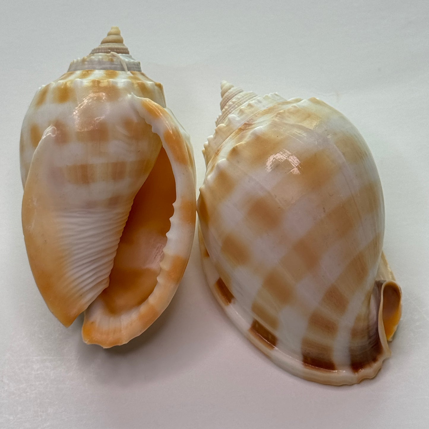 Med/large Checkerboard Bonnets, 3.25-3.75", (Phalium areola), shells for collectors and crafters, designer shells, display shells