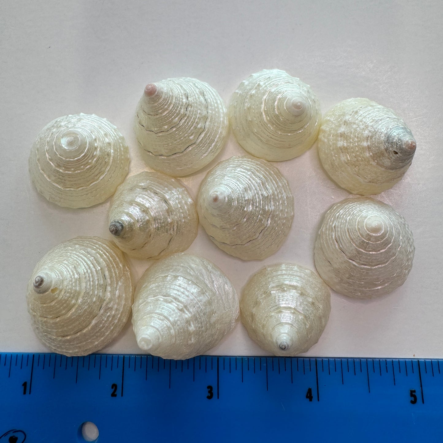 1" Pearled Trochus: Elegant cone-shaped seashell for crafts, white seashells, trochus seashells