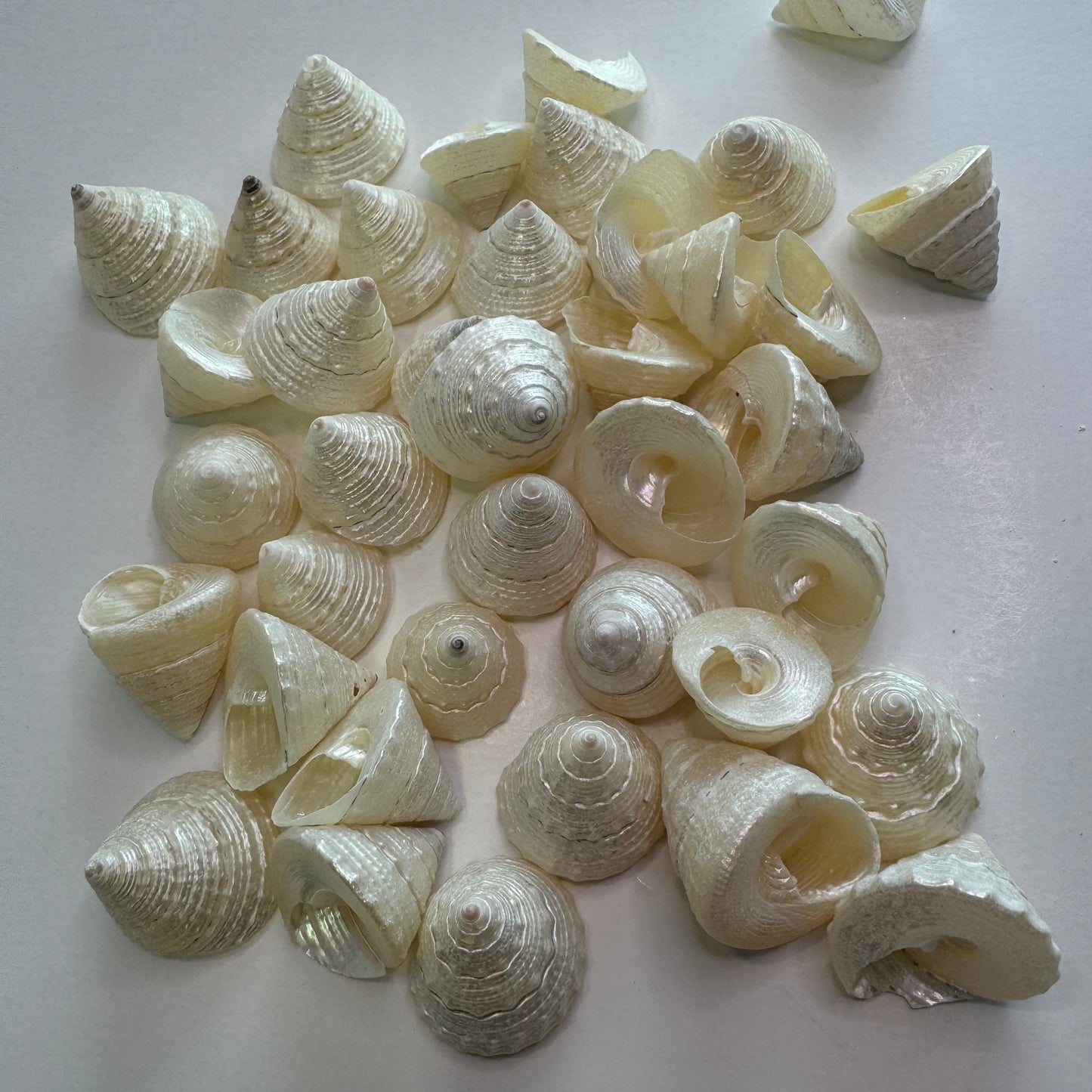 1" Pearled Trochus: Elegant cone-shaped seashell for crafts, white seashells, trochus seashells