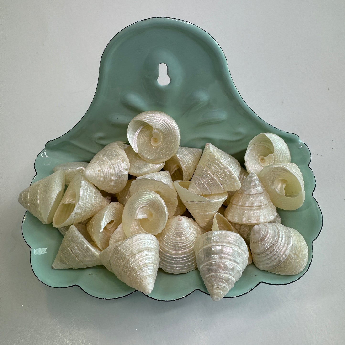 1" Pearled Trochus: Elegant cone-shaped seashell for crafts, white seashells, trochus seashells