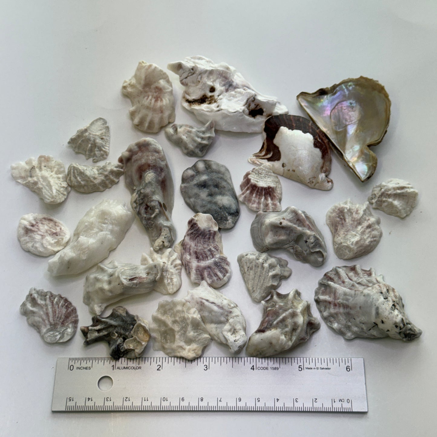 Eastern Oysters, (Crassostrea virginica), lumpy, smooth Florida Oyster Shells, Beach Shells for Shell Art