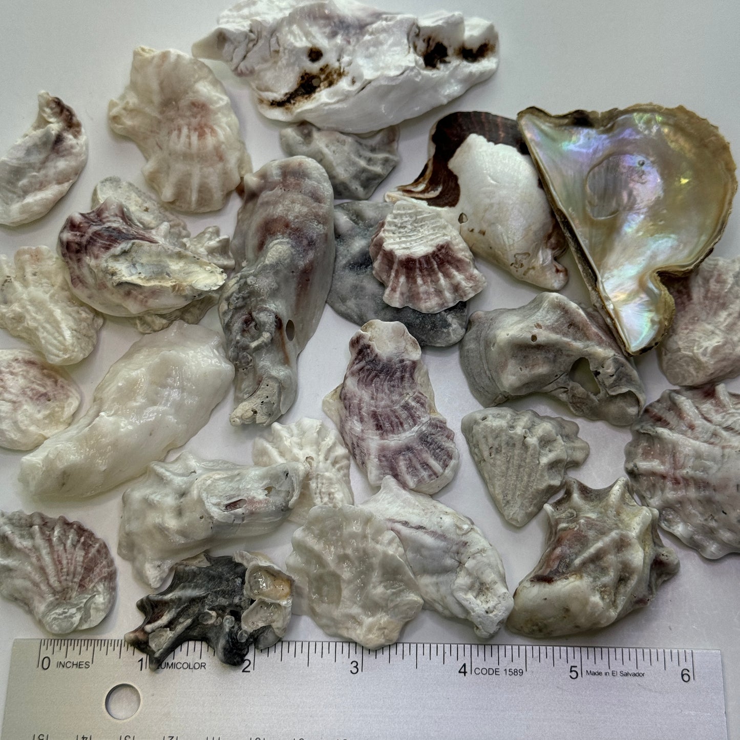 Eastern Oysters, (Crassostrea virginica), lumpy, smooth Florida Oyster Shells, Beach Shells for Shell Art