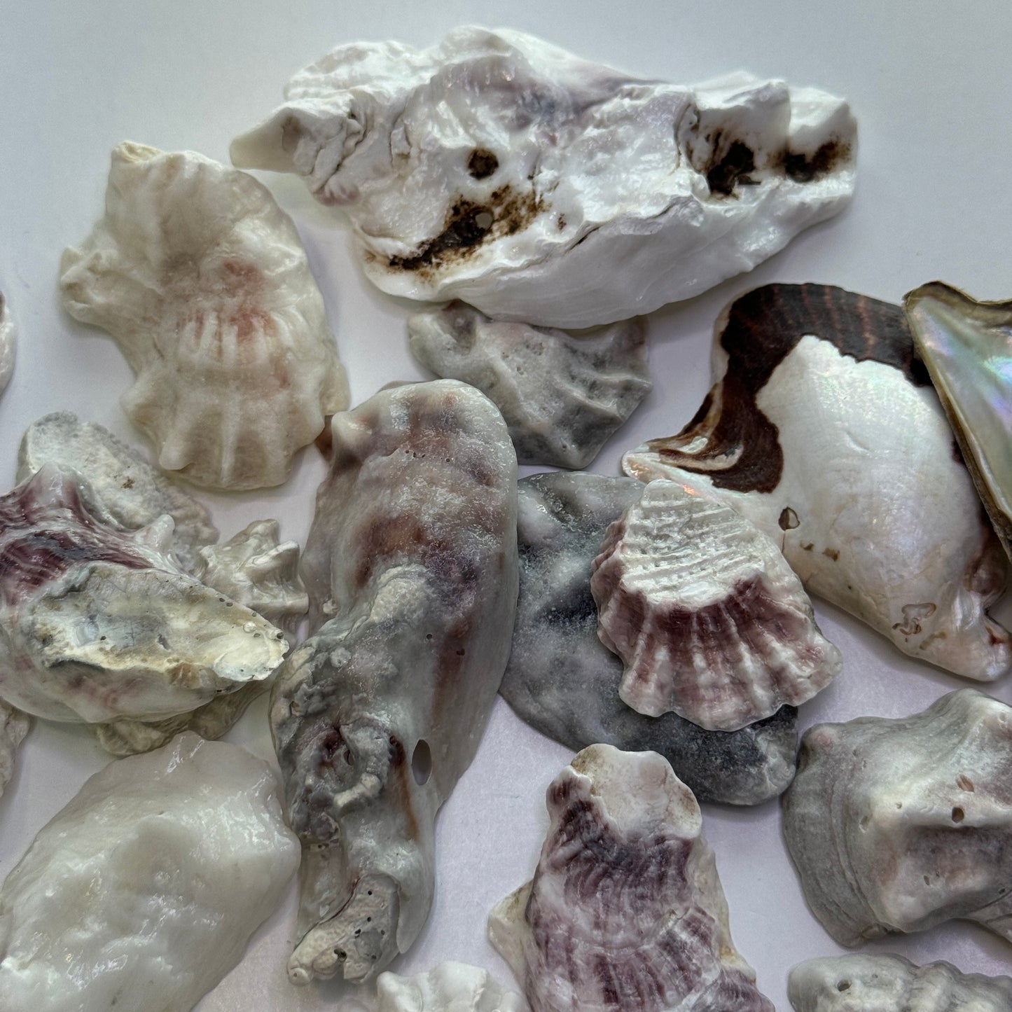 Eastern Oysters, (Crassostrea virginica), lumpy, smooth Florida Oyster Shells, Beach Shells for Shell Art