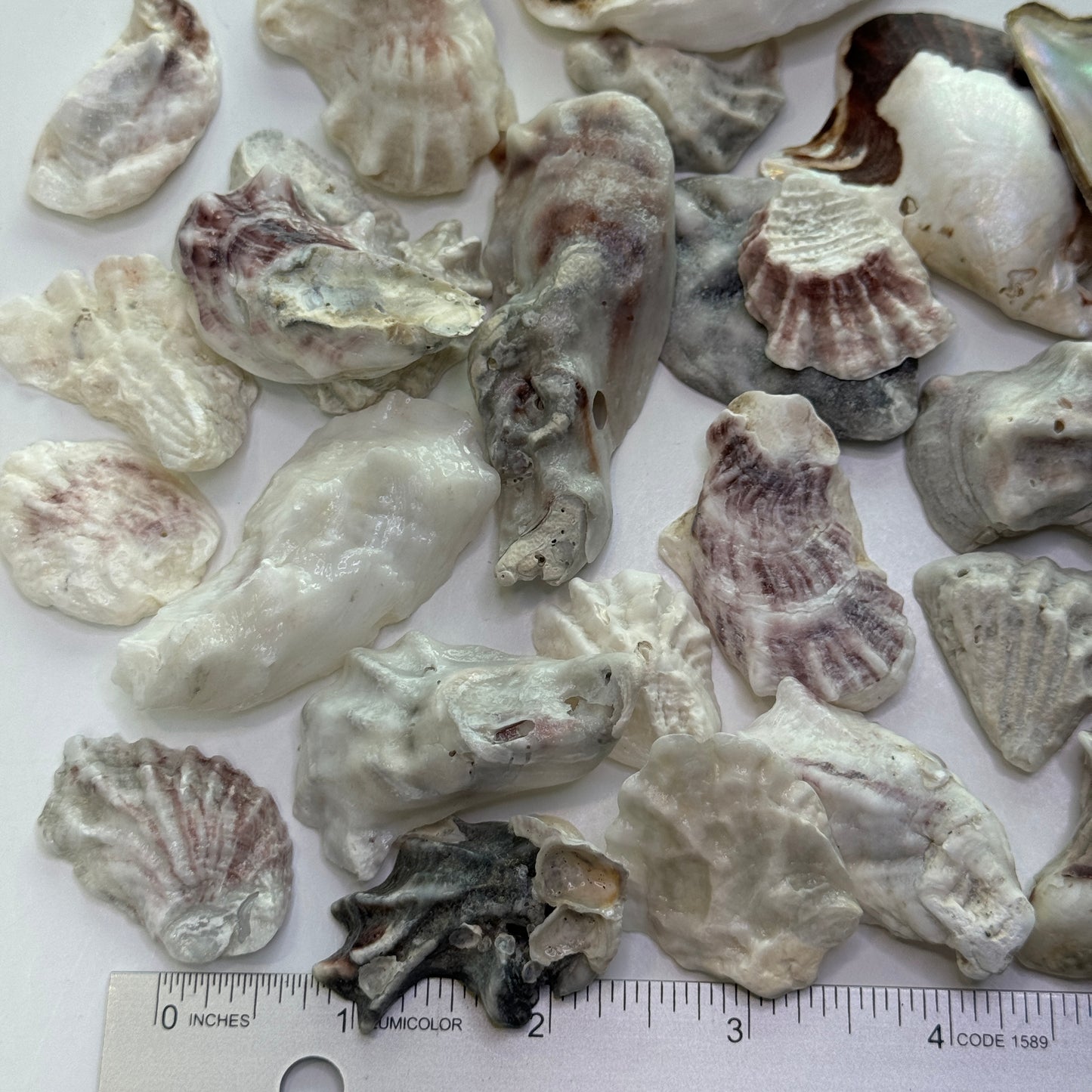 Eastern Oysters, (Crassostrea virginica), lumpy, smooth Florida Oyster Shells, Beach Shells for Shell Art