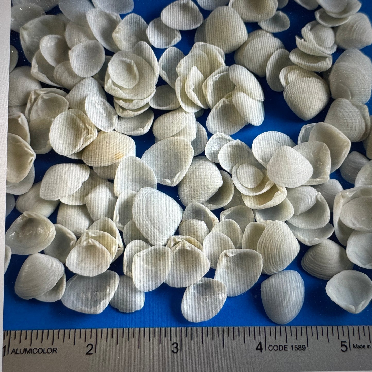 White Cay Cays, wedge clam shells, small white crafting shells, shells for wedding tables, shell supply