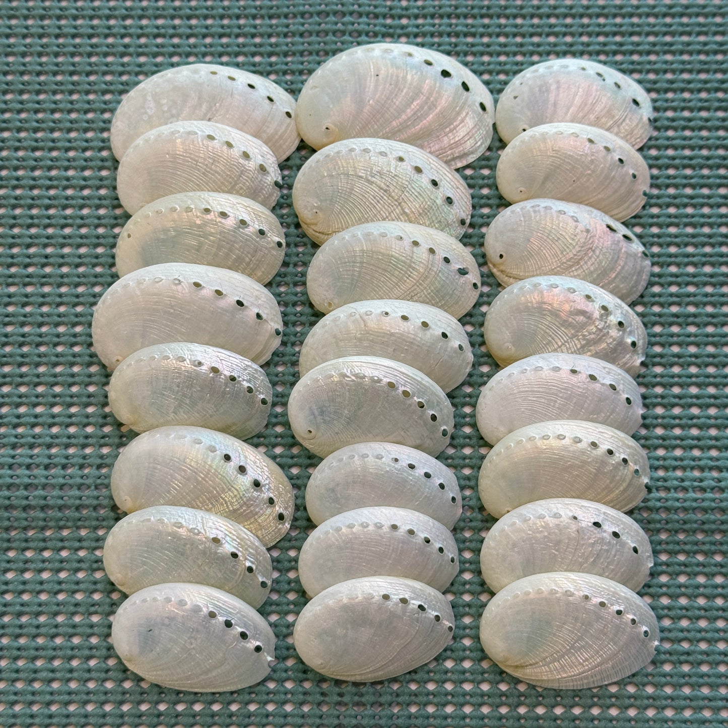 1.5" Pearled Abalone Shells, white crafting shells,  smooth &  lightweight texture, crafting shells, sea shells