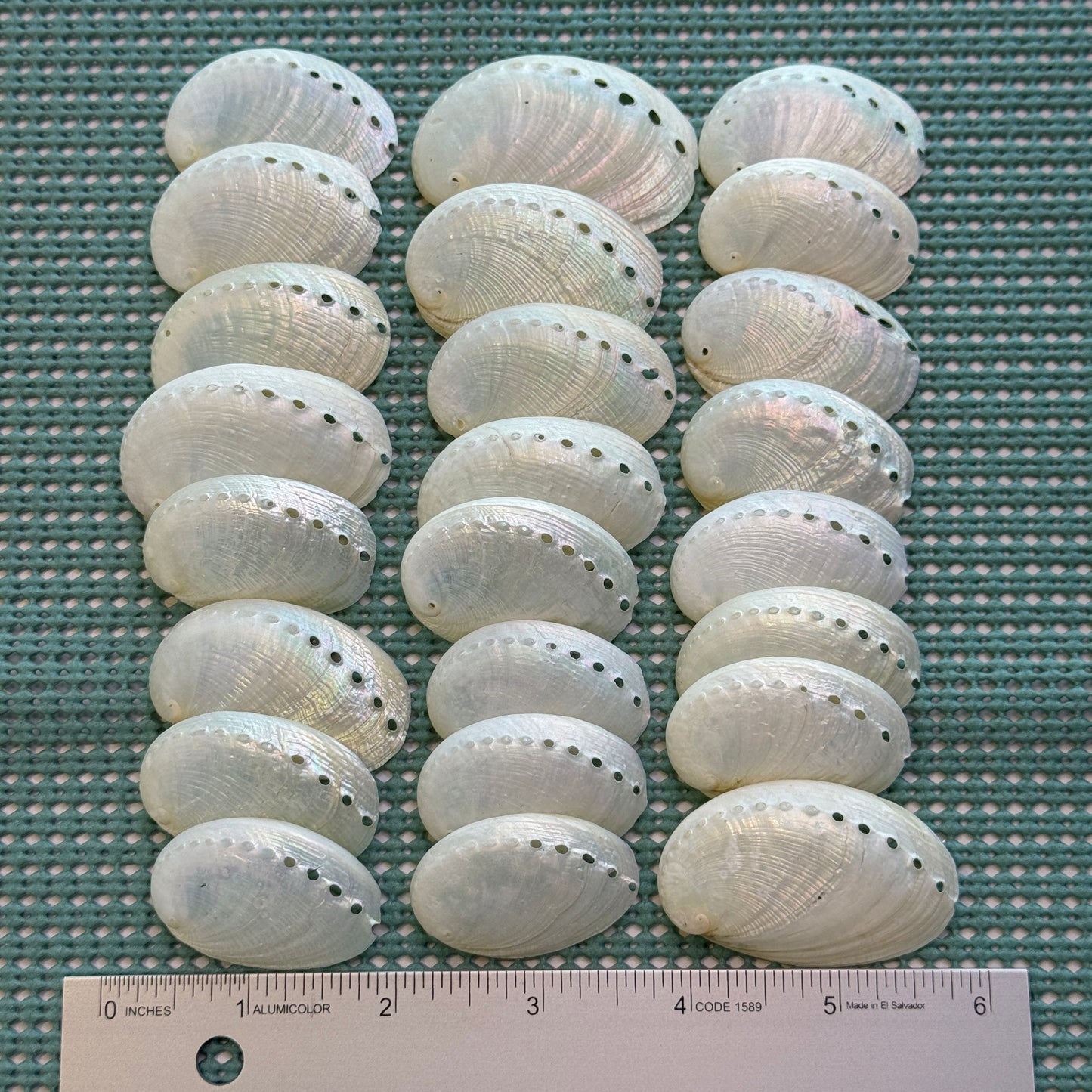 1.5" Pearled Abalone Shells, white crafting shells,  smooth &  lightweight texture, crafting shells, sea shells