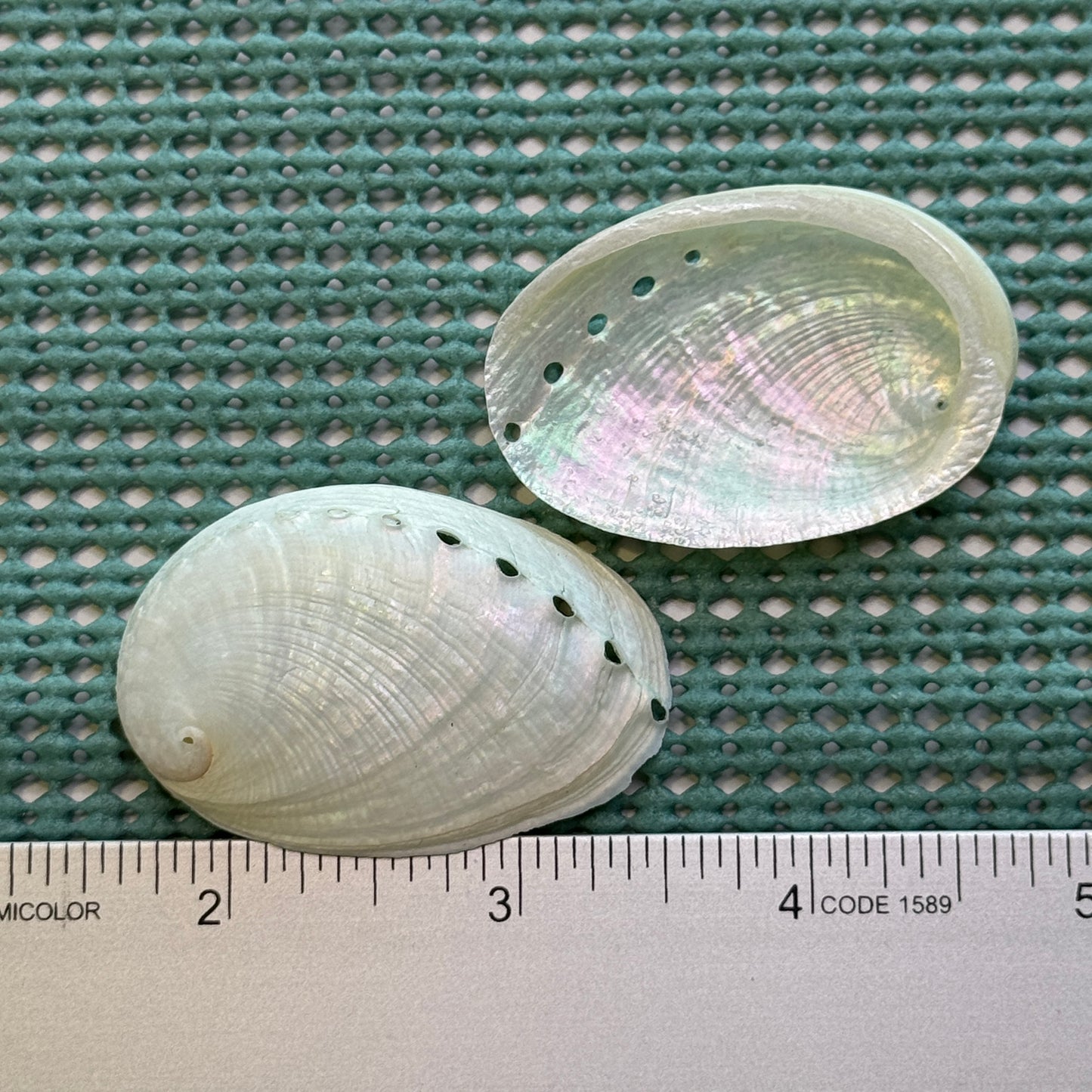 1.5" Pearled Abalone Shells, white crafting shells,  smooth &  lightweight texture, crafting shells, sea shells