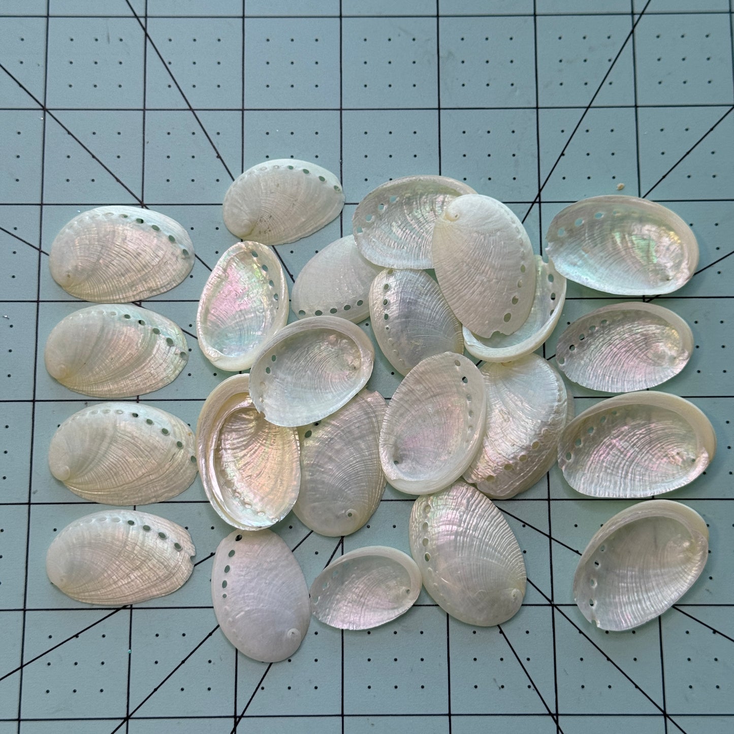 1.5" Pearled Abalone Shells, white crafting shells,  smooth &  lightweight texture, crafting shells, sea shells